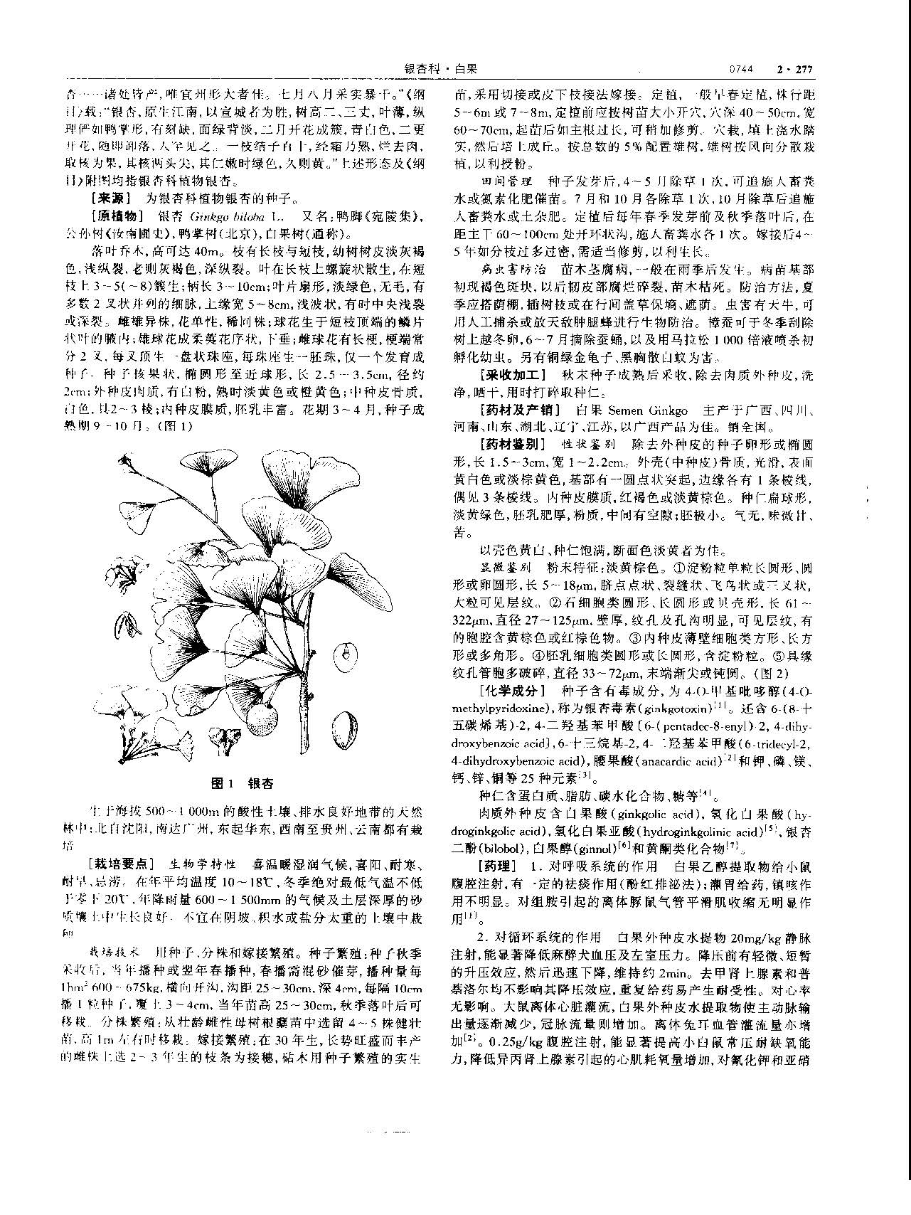 白果 现代-《中华本草》 资料图