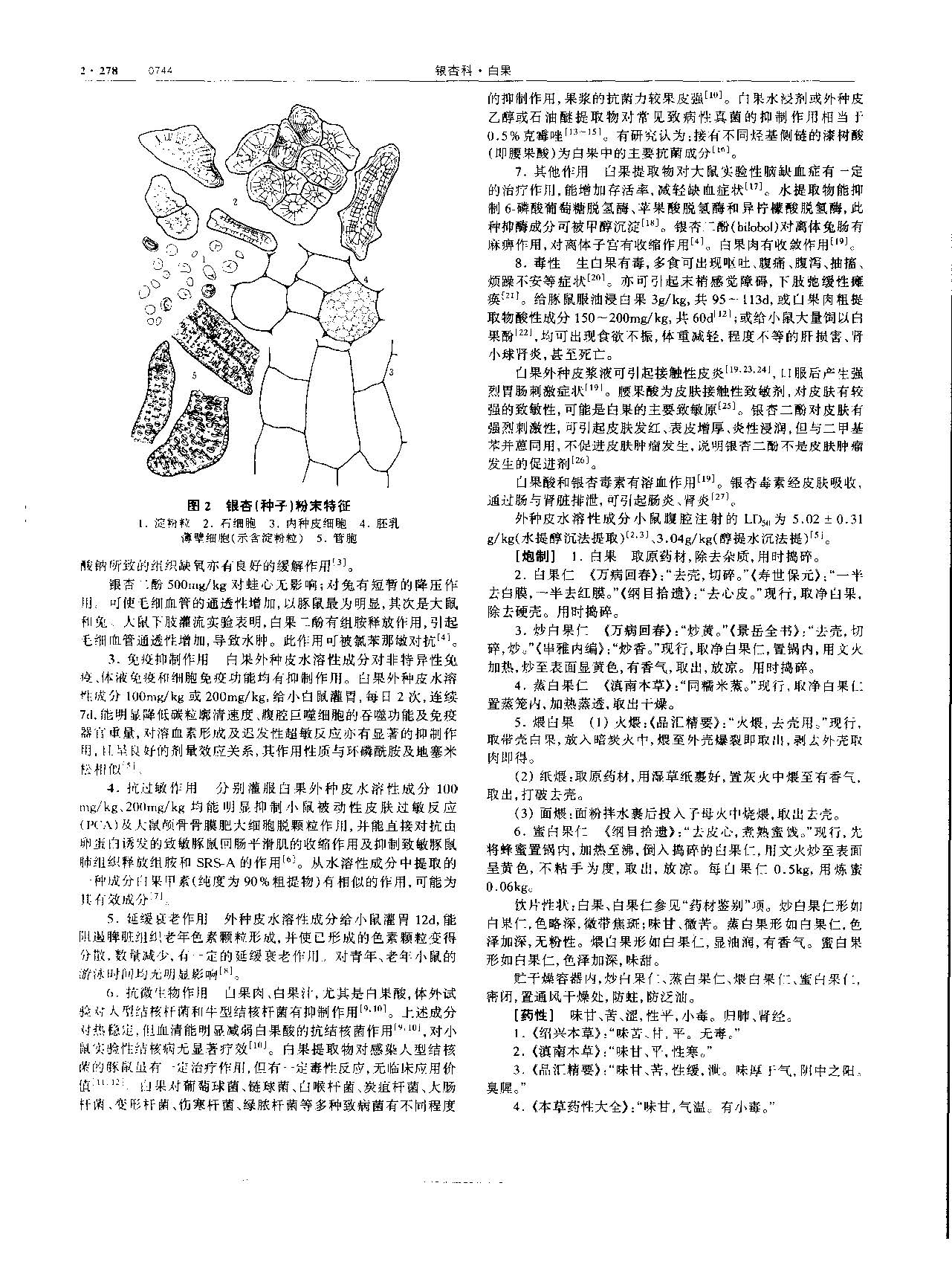 白果 现代-《中华本草》 资料图