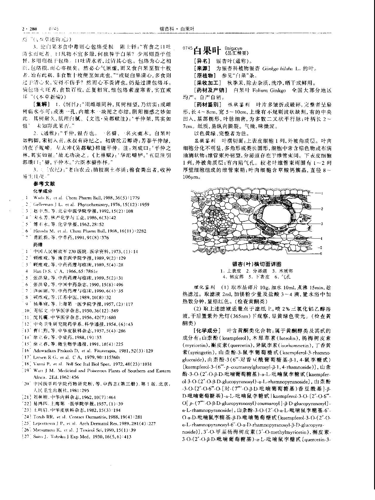 白果 现代-《中华本草》 资料图