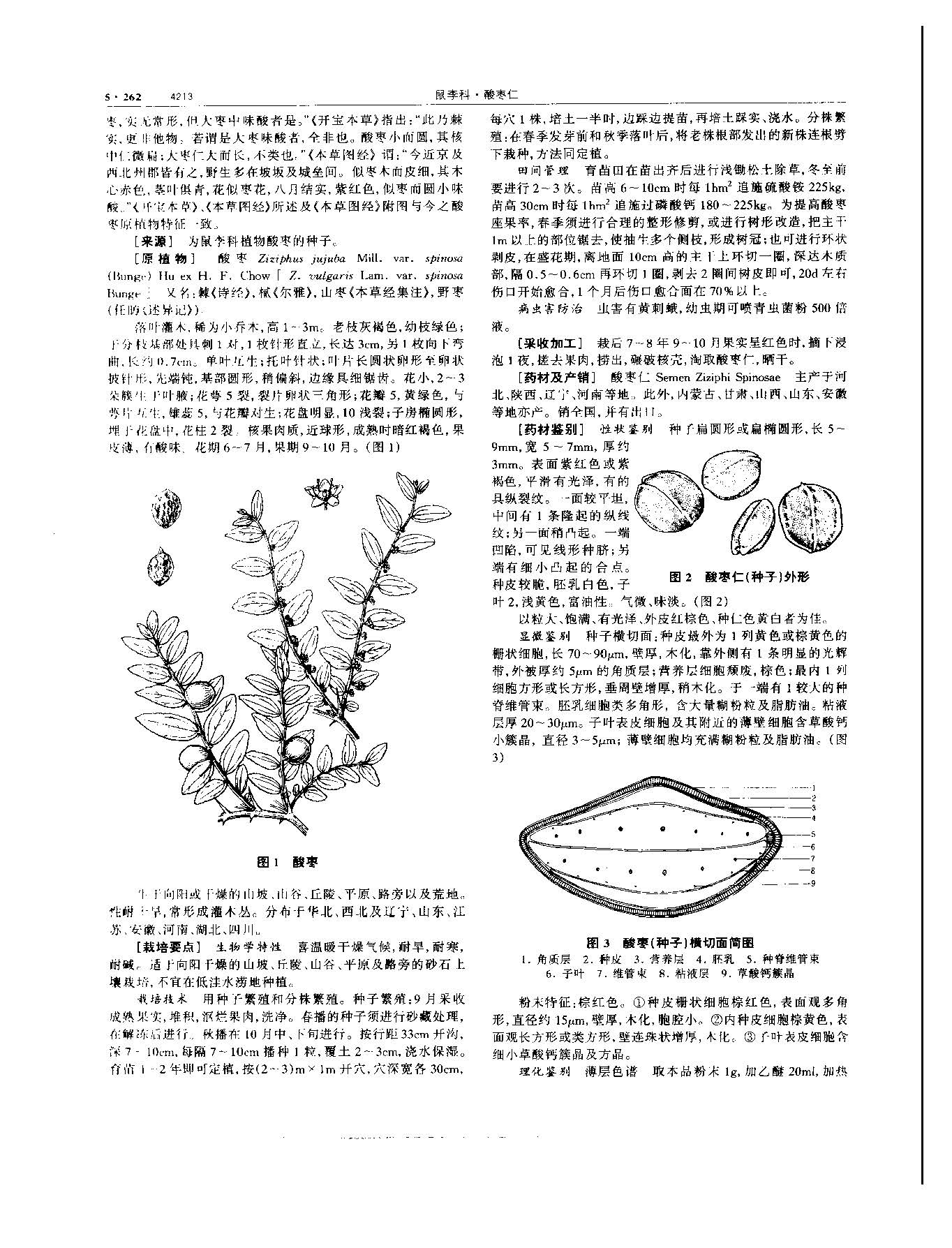 酸枣仁 现代-《中华本草》 资料图