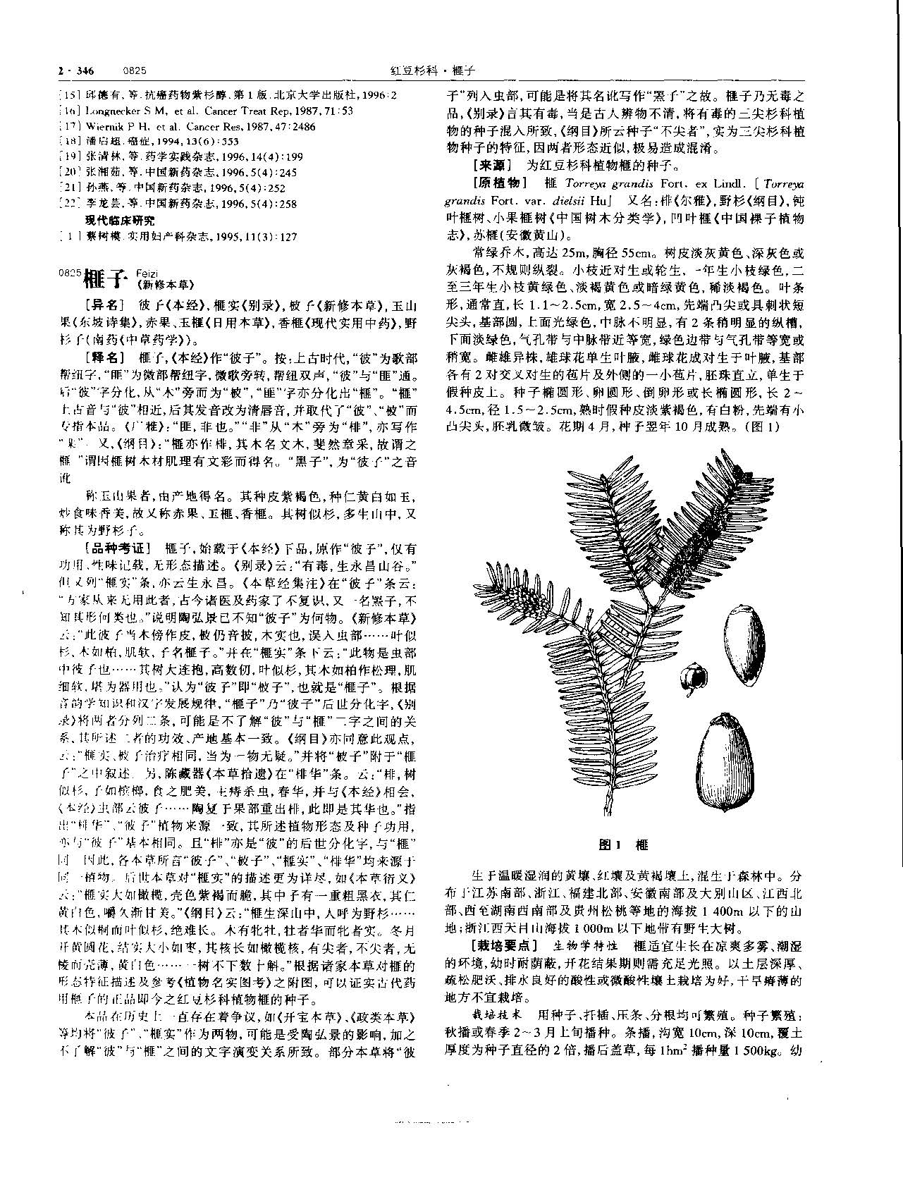 榧子 现代-《中华本草》 资料图