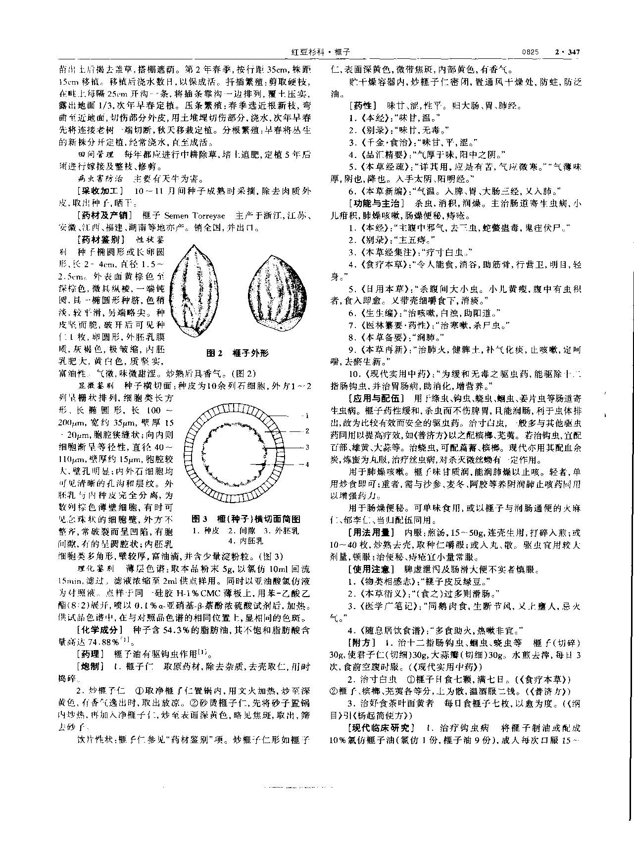 榧子 现代-《中华本草》 资料图