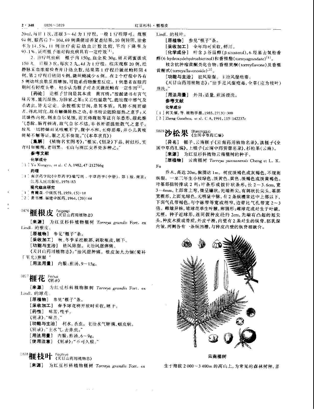 榧子 现代-《中华本草》 资料图