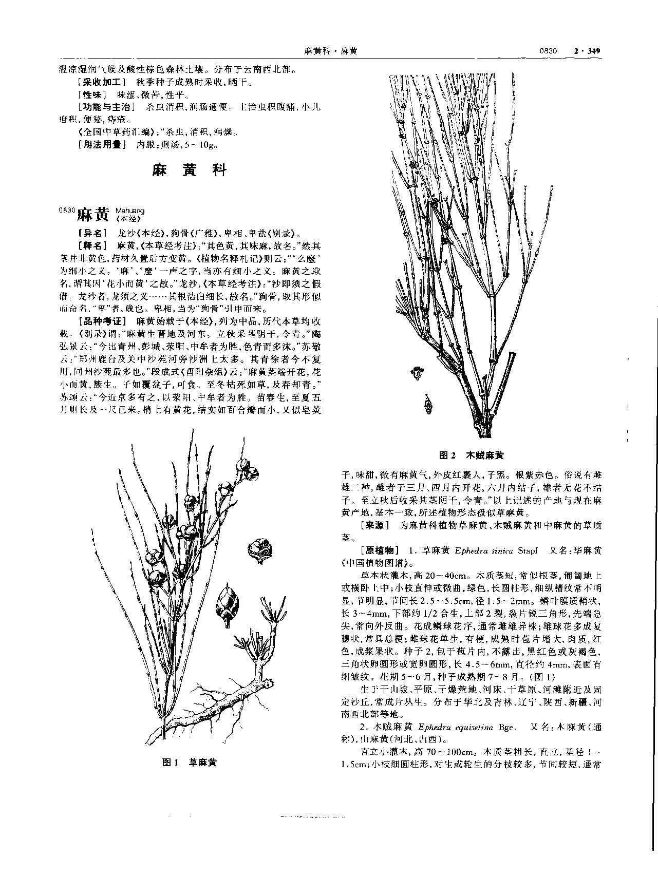 榧子 现代-《中华本草》 资料图