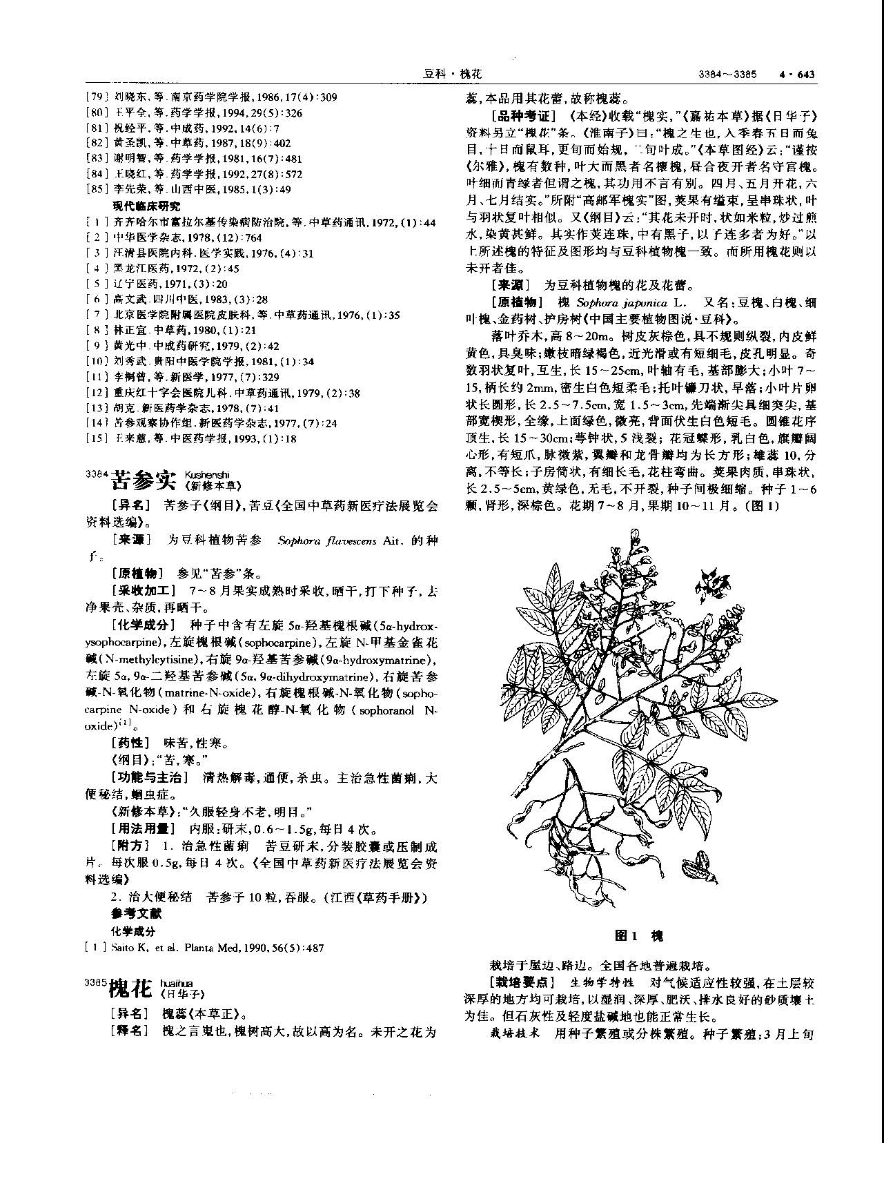 槐花 现代-《中华本草》 资料图