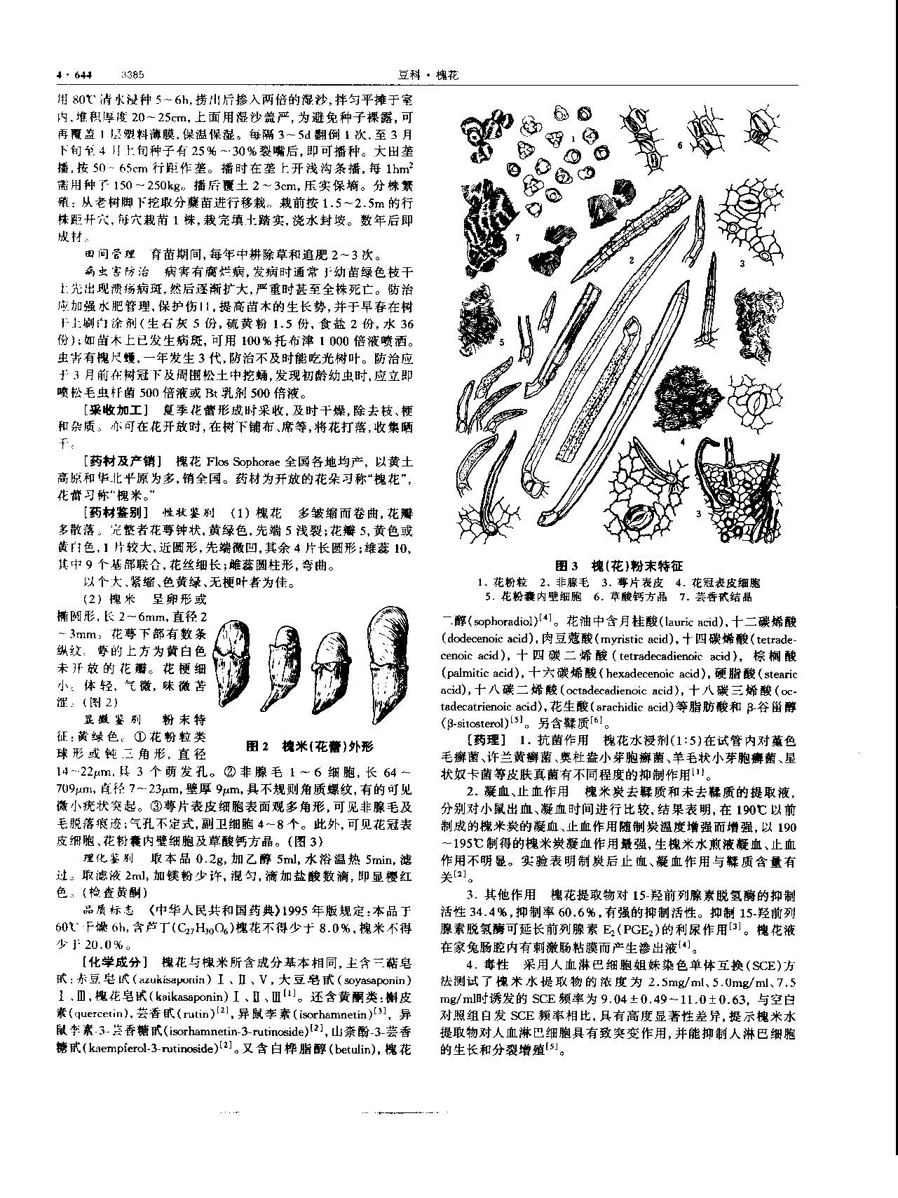 槐花 现代-《中华本草》 资料图
