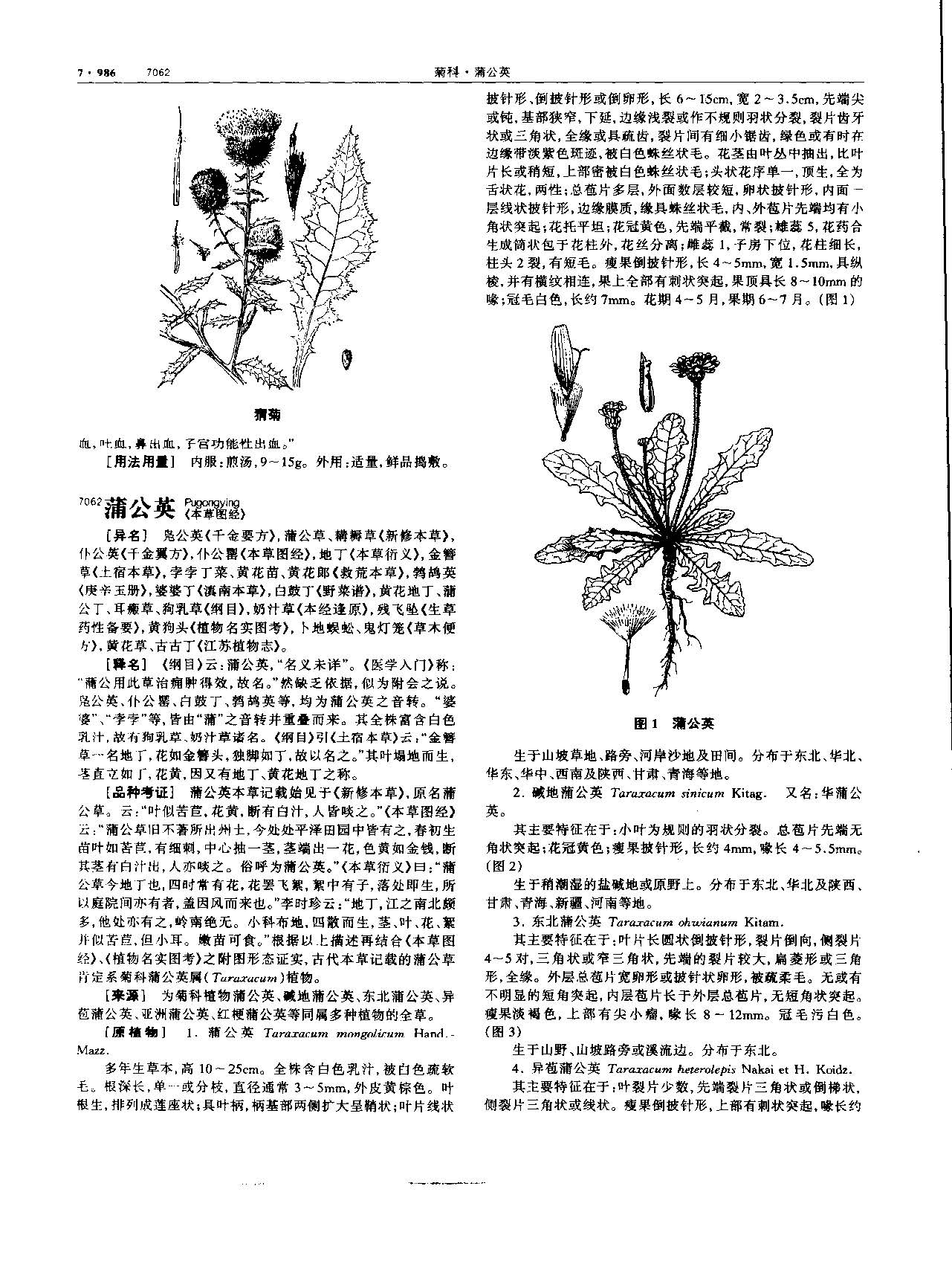 蒲公英 现代-《中华本草》 资料图