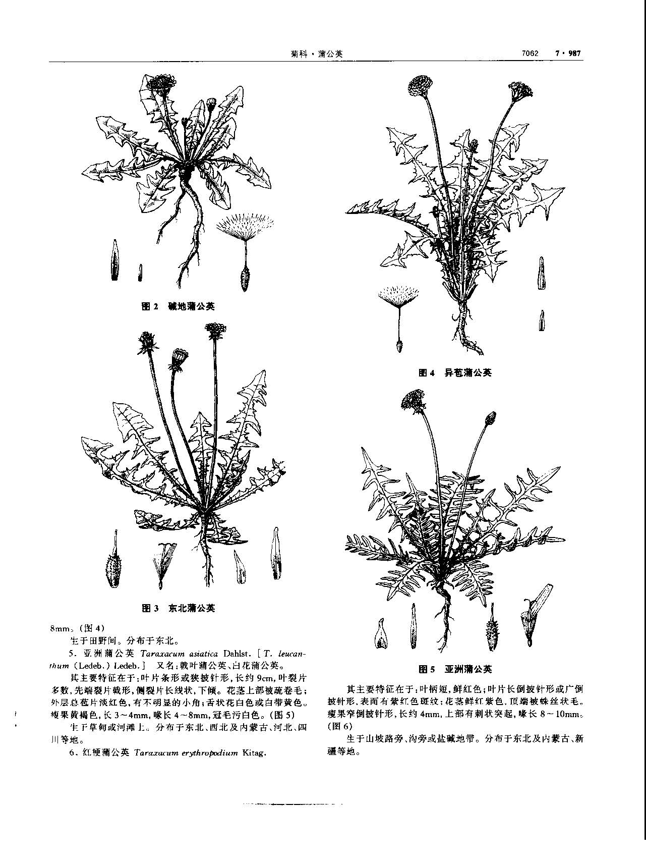 蒲公英 现代-《中华本草》 资料图