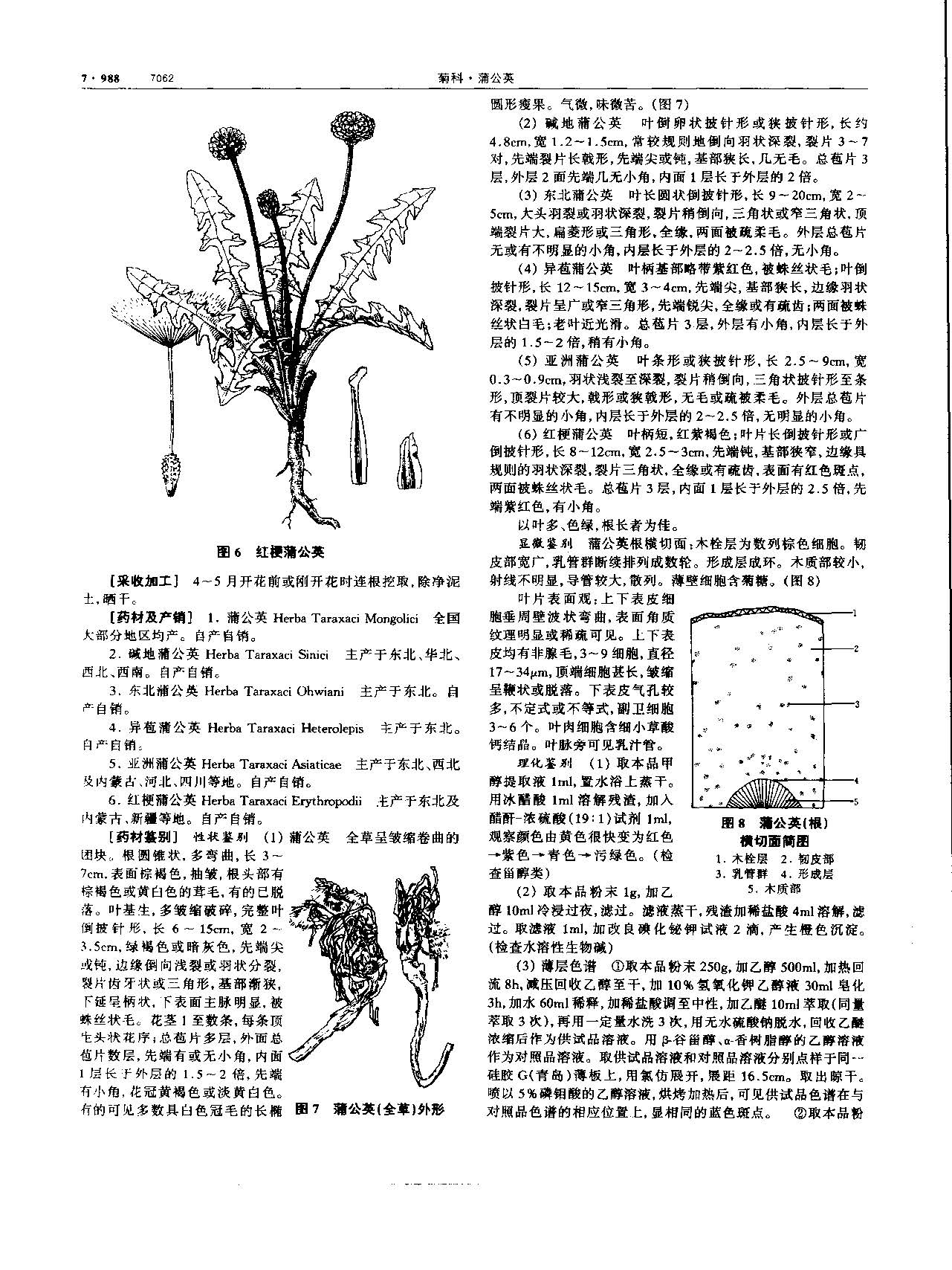 蒲公英 现代-《中华本草》 资料图