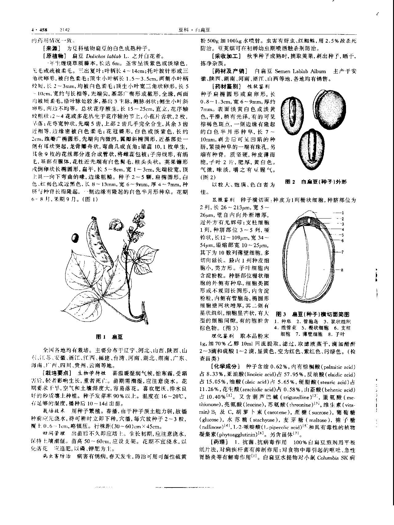 白扁豆 现代 《中华本草》 资料图