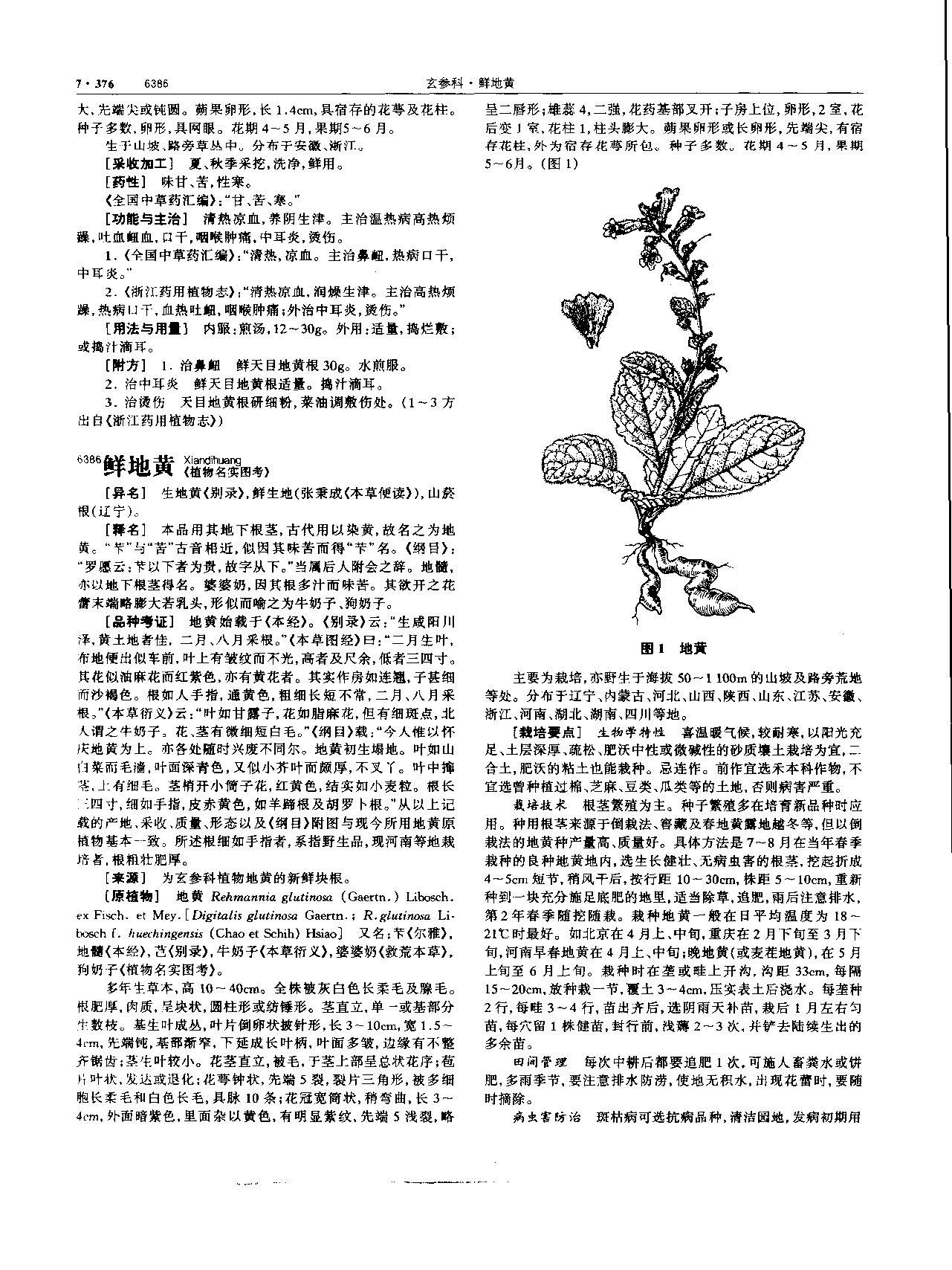 地黄 现代 《中华本草》 资料图