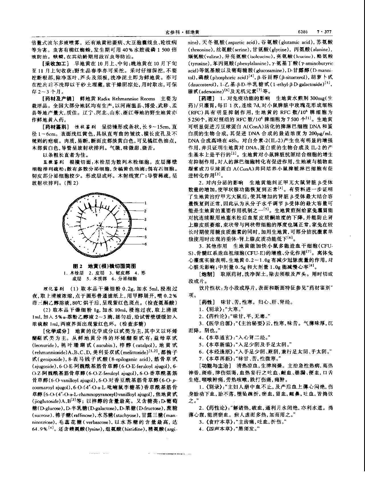 地黄 现代 《中华本草》 资料图
