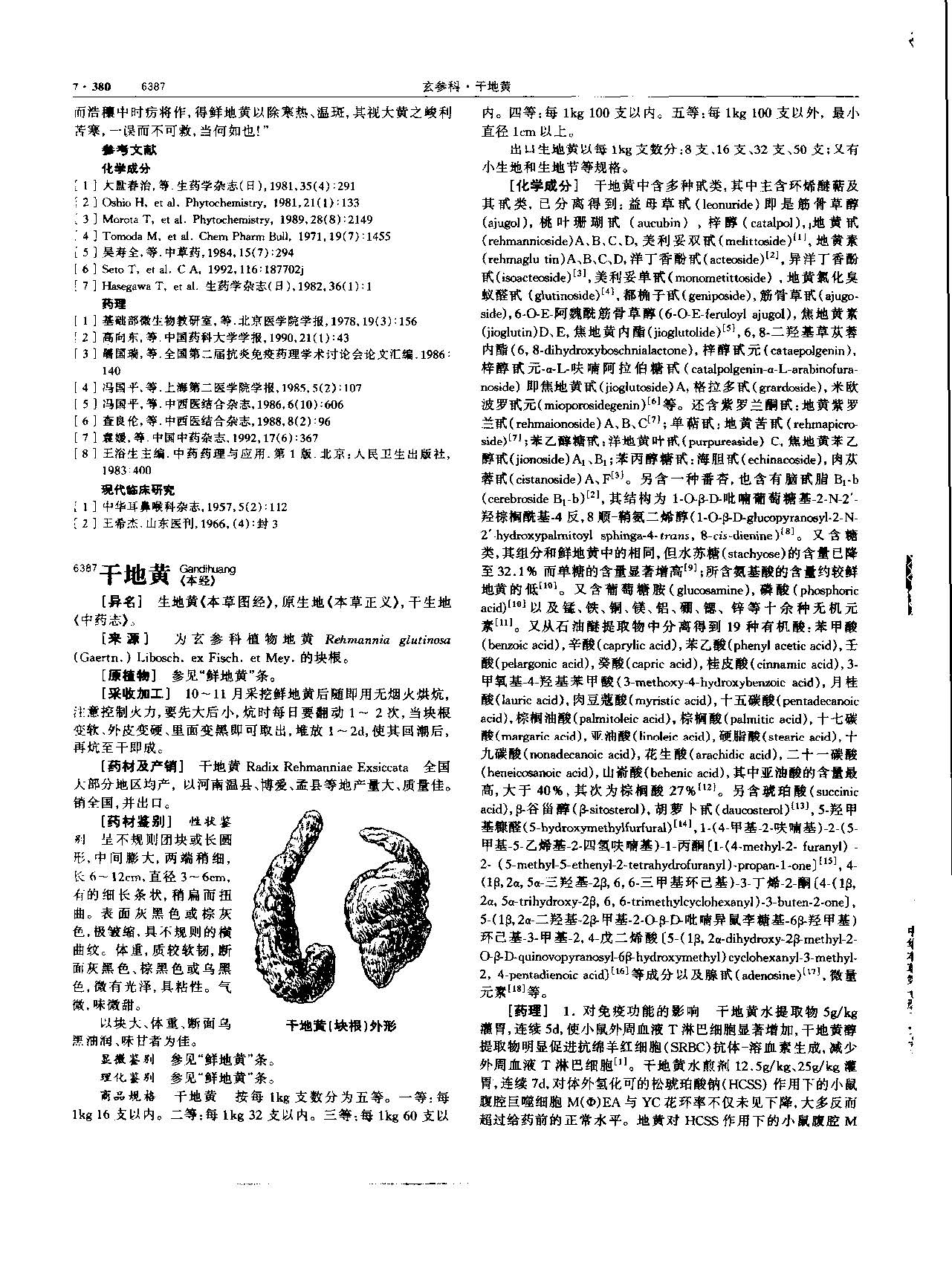 地黄 现代 《中华本草》 资料图