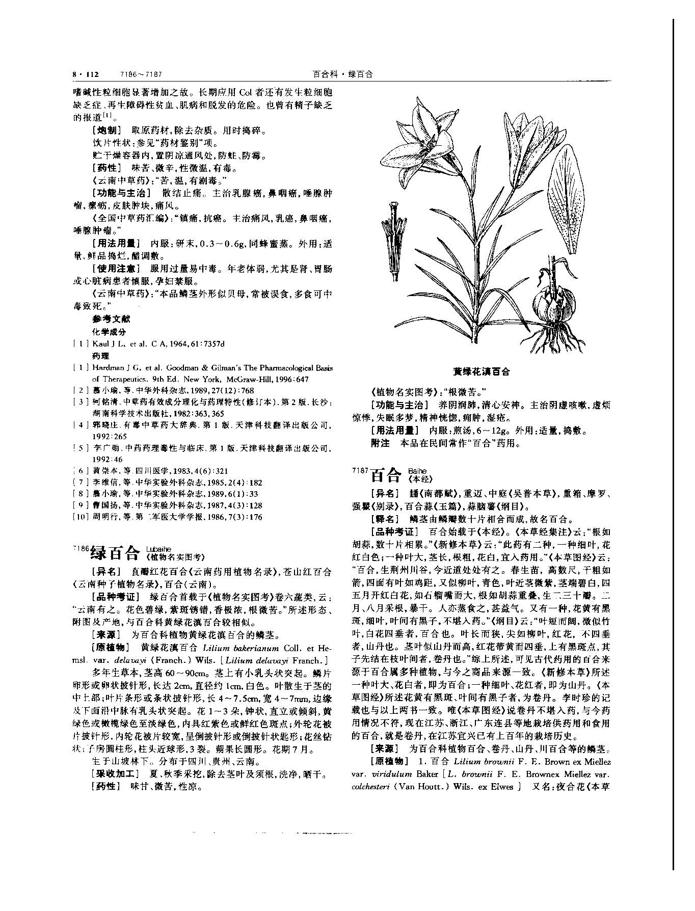 百合 现代 《中华本草》 资料图