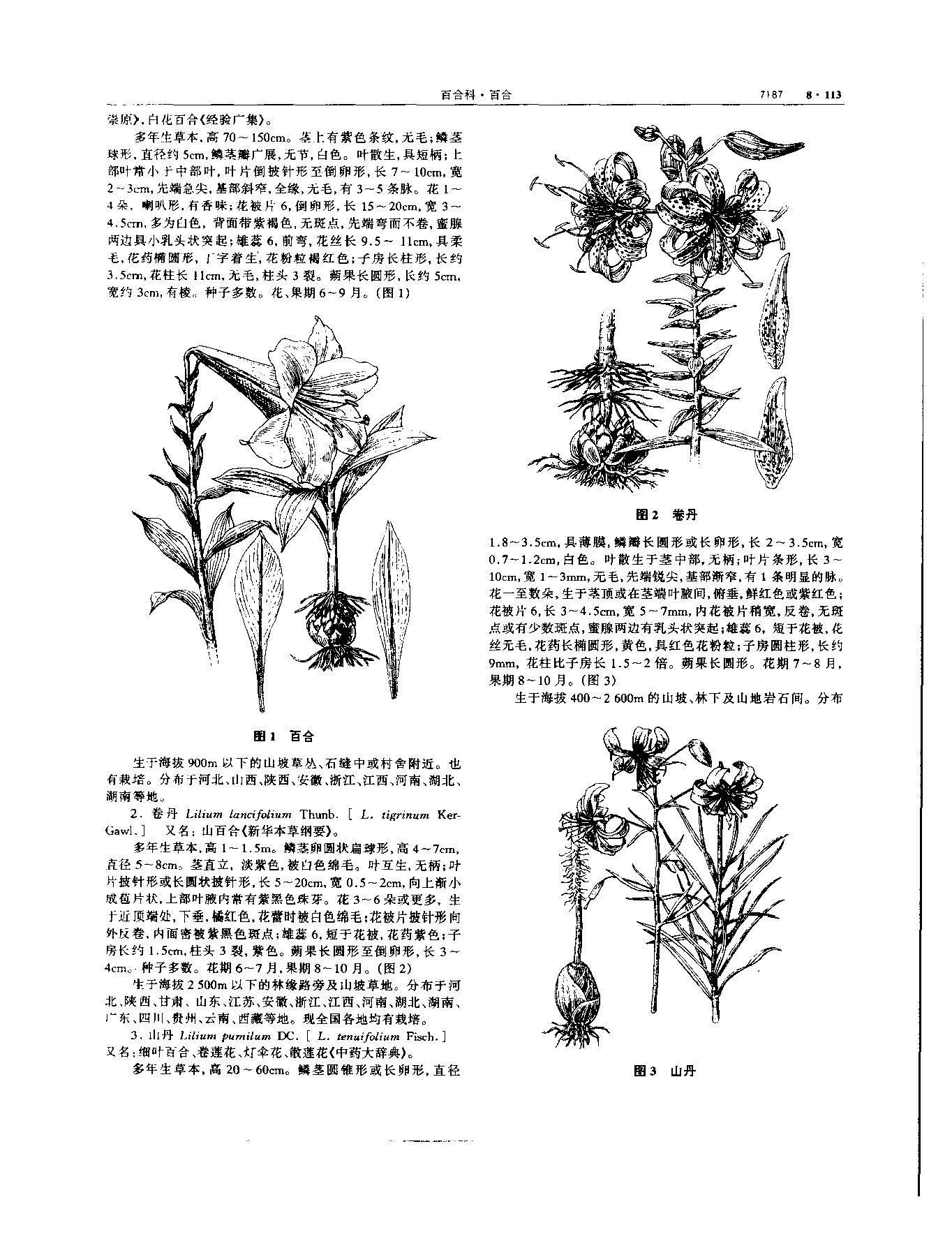 百合 现代 《中华本草》 资料图