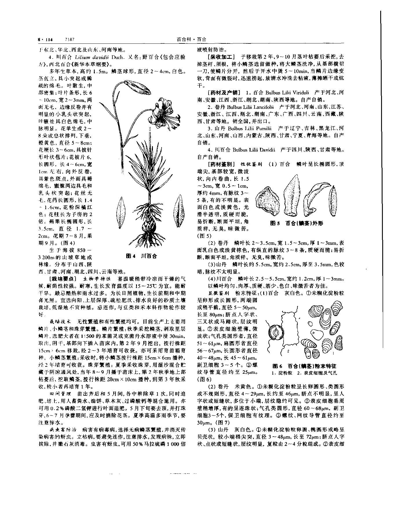 百合 现代 《中华本草》 资料图