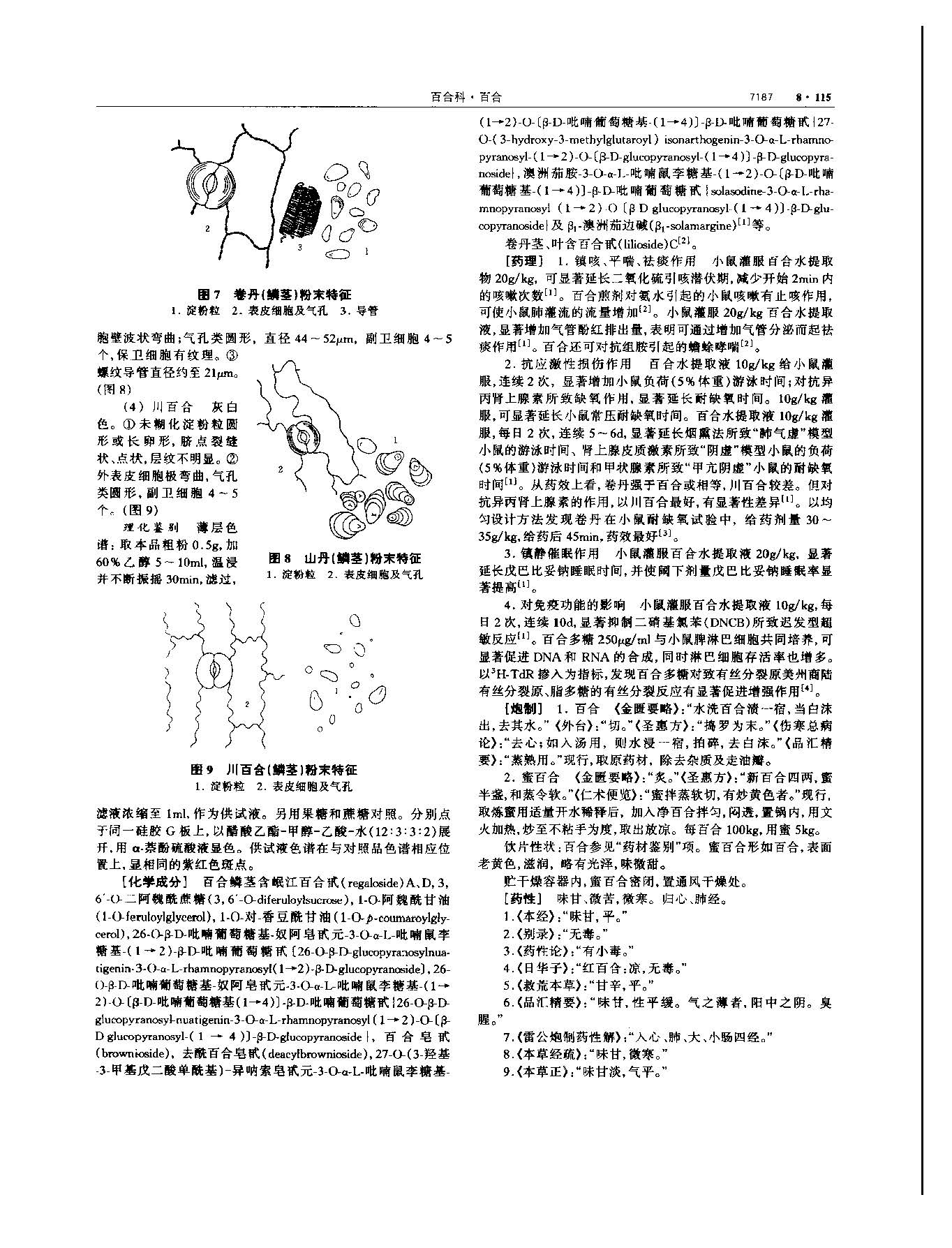 百合 现代 《中华本草》 资料图
