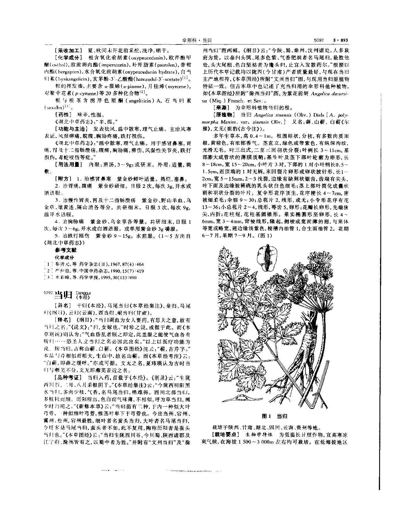 当归 现代 《中华本草》 资料图