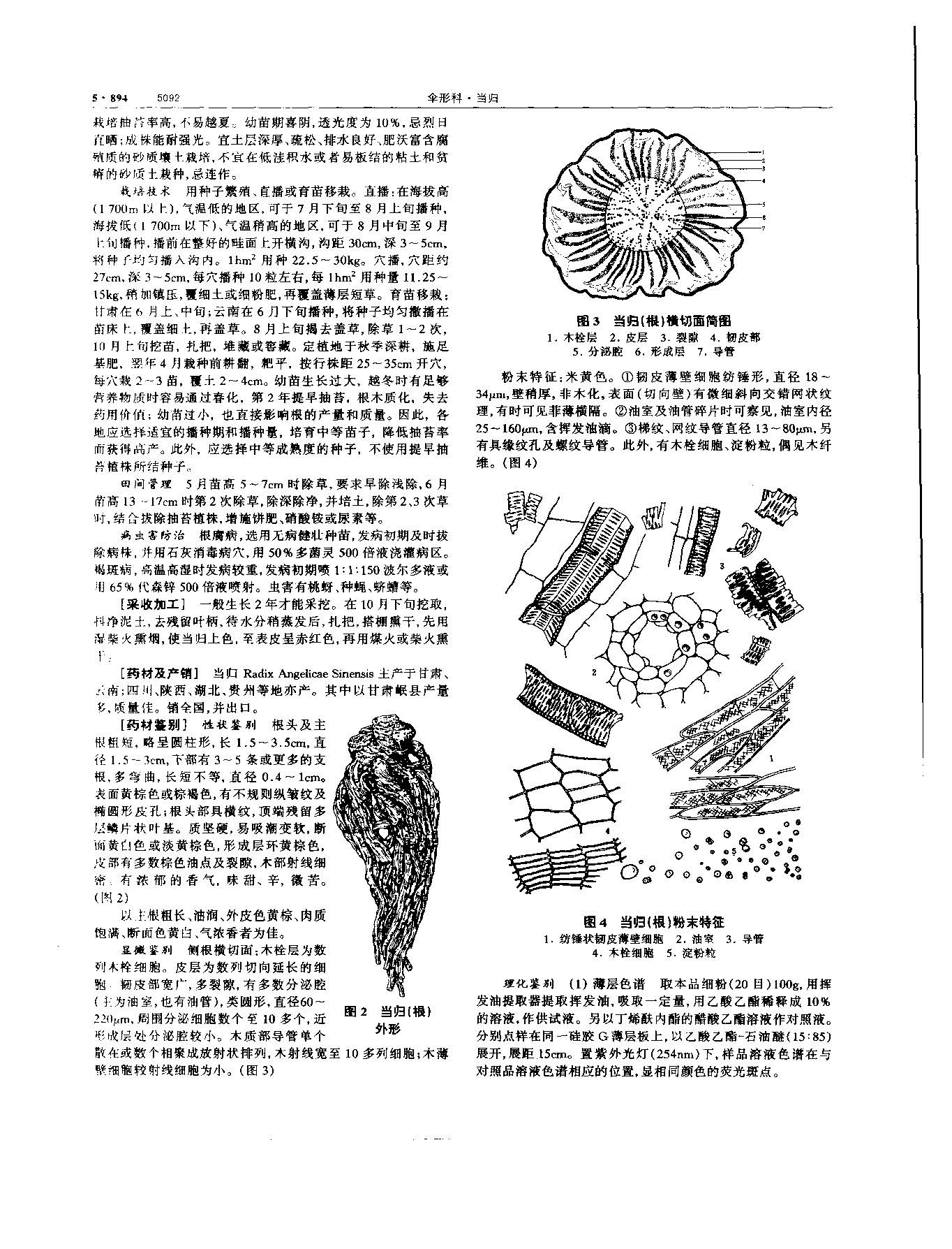 当归 现代 《中华本草》 资料图