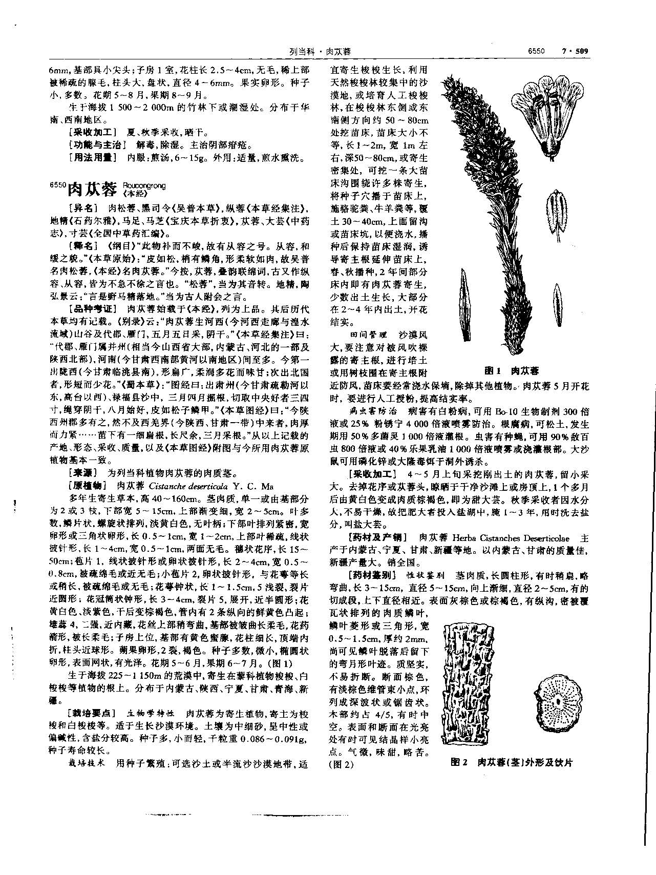 肉苁蓉 现代 《中华本草》 资料图