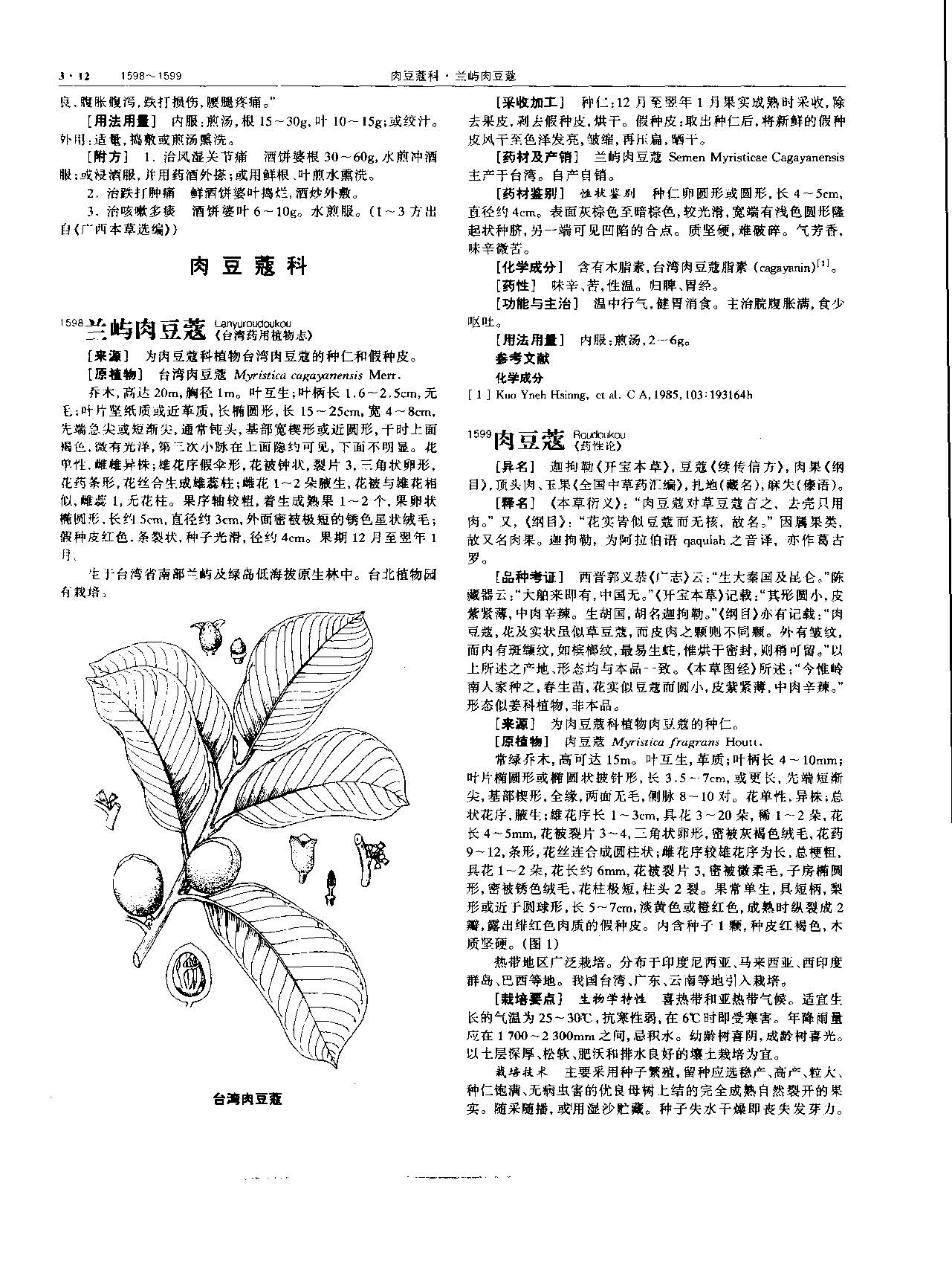 肉豆蔻 现代 《中华本草》 资料图