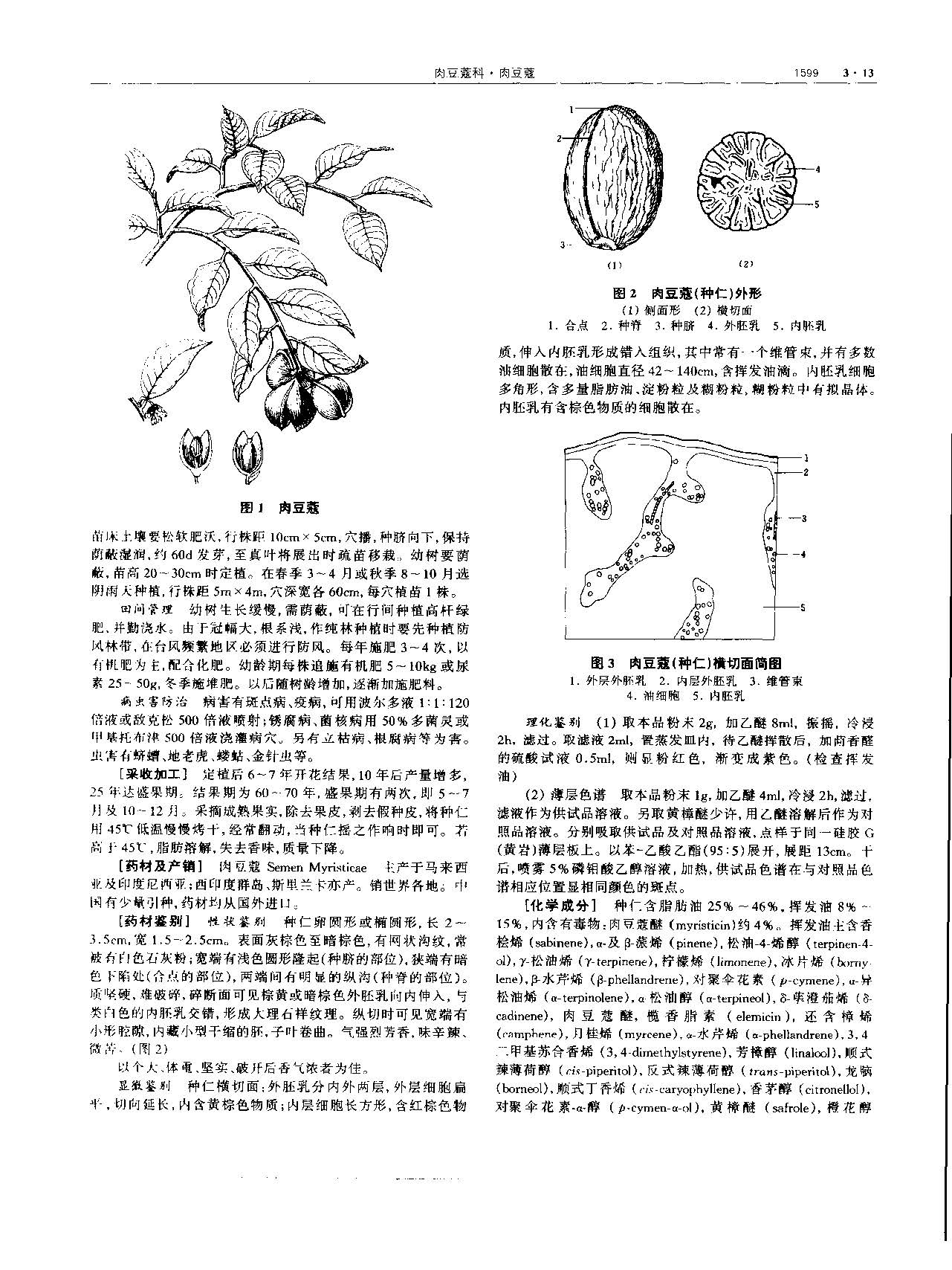 肉豆蔻 现代 《中华本草》 资料图
