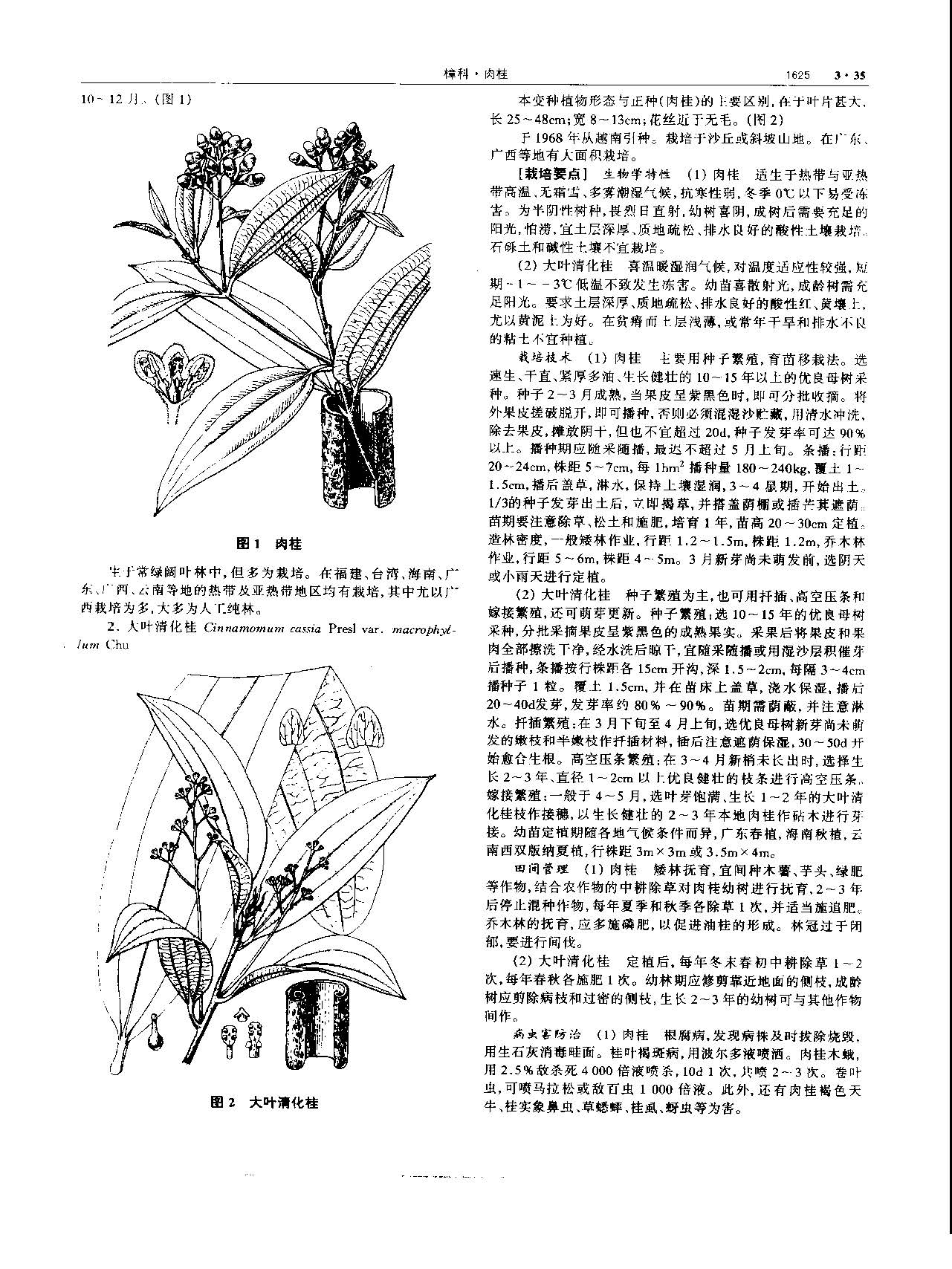 肉桂 现代 《中华本草》 资料图