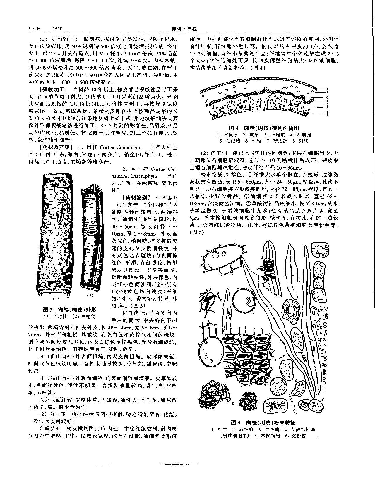 肉桂 现代 《中华本草》 资料图
