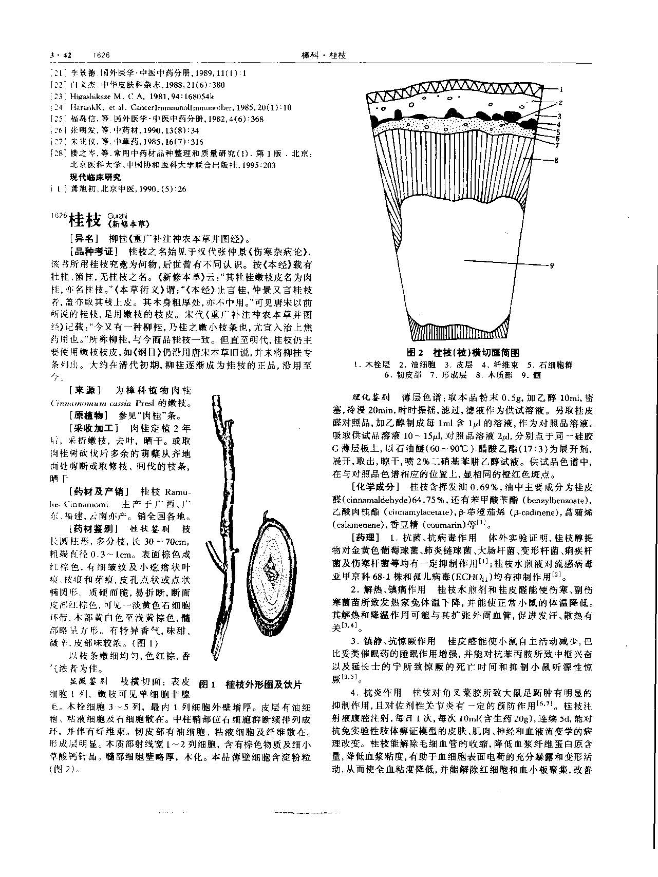 肉桂 现代 《中华本草》 资料图