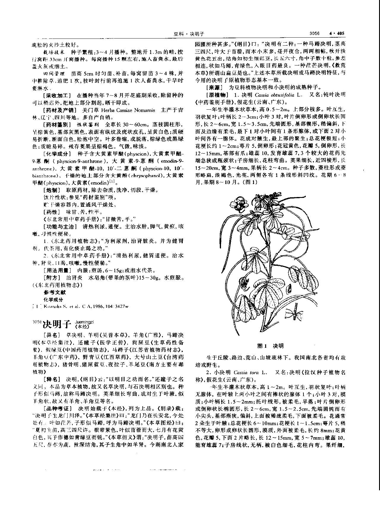 决明子 现代 《中华本草》 资料图