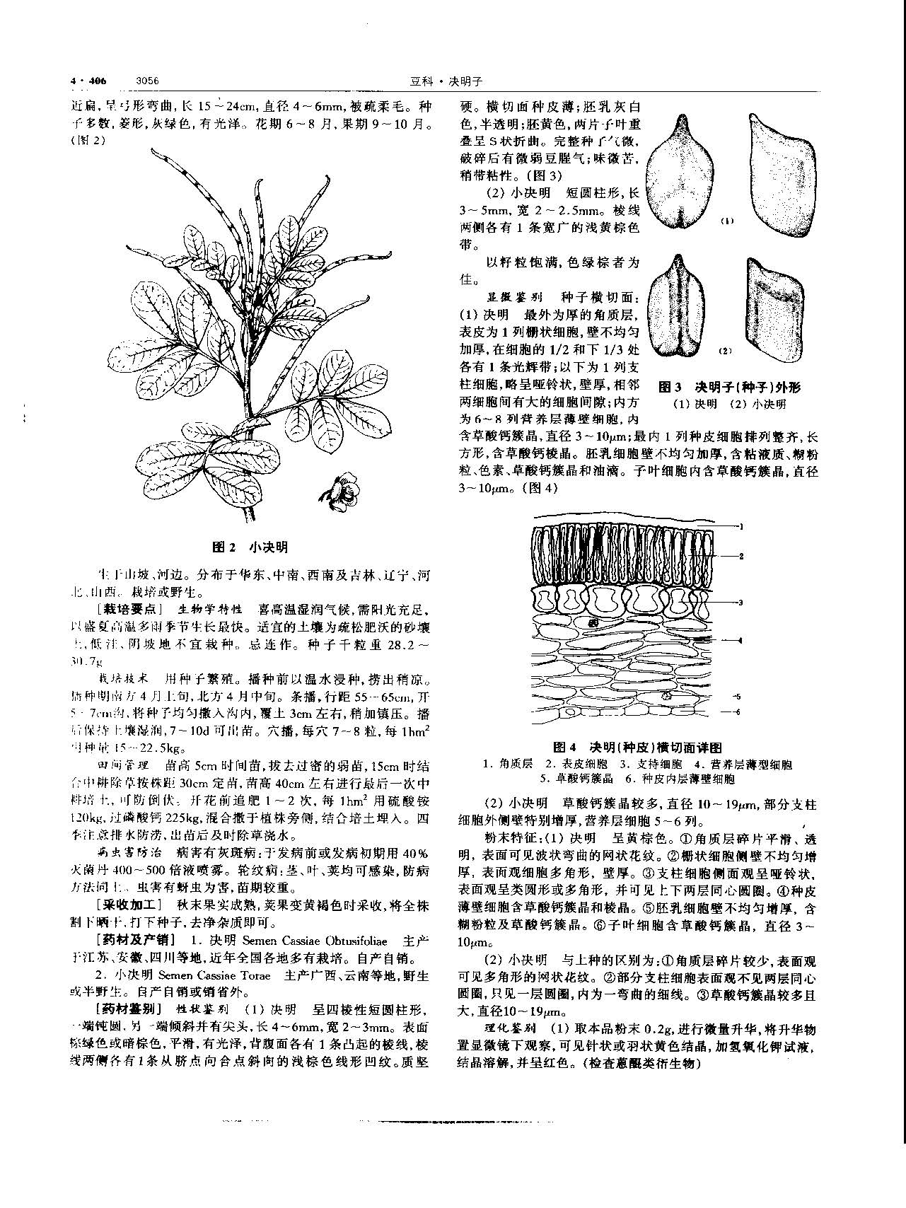 决明子 现代 《中华本草》 资料图