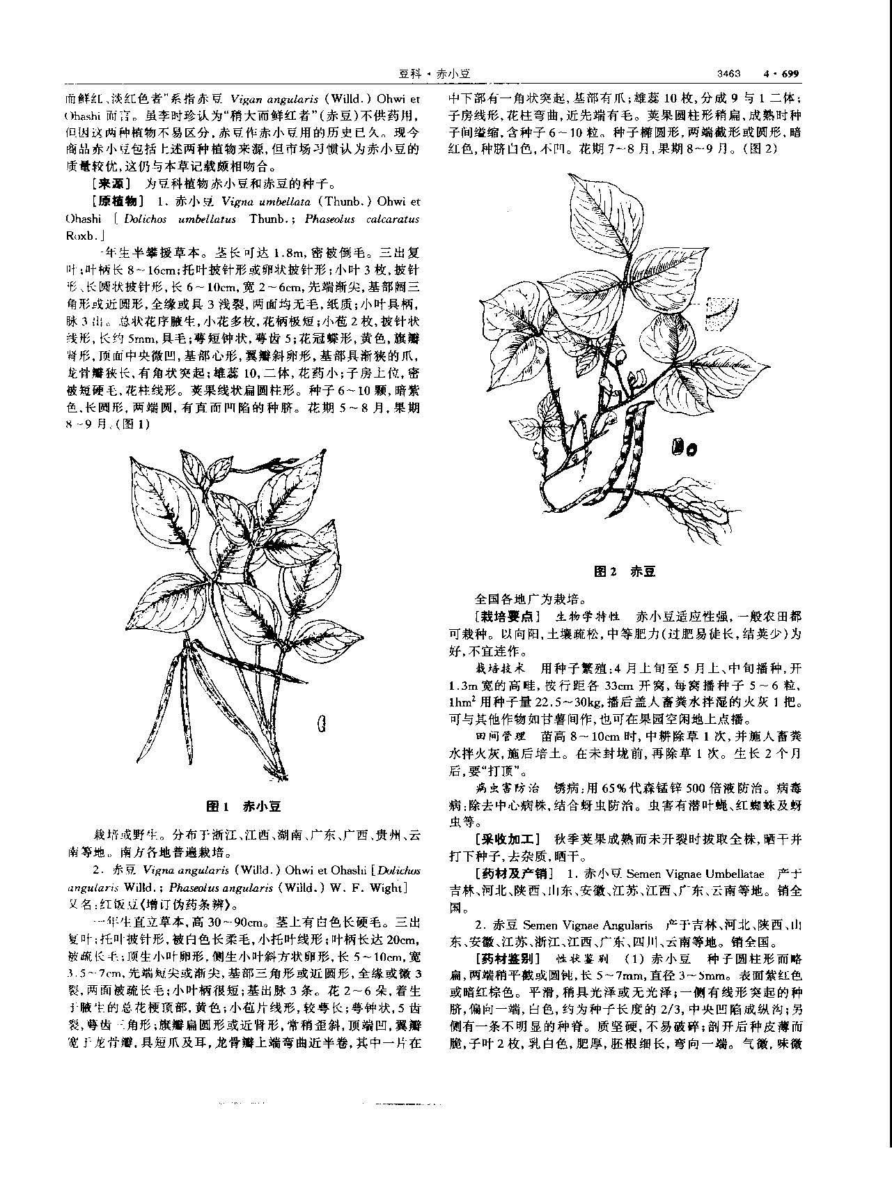 赤小豆 现代 《中华本草》 资料图