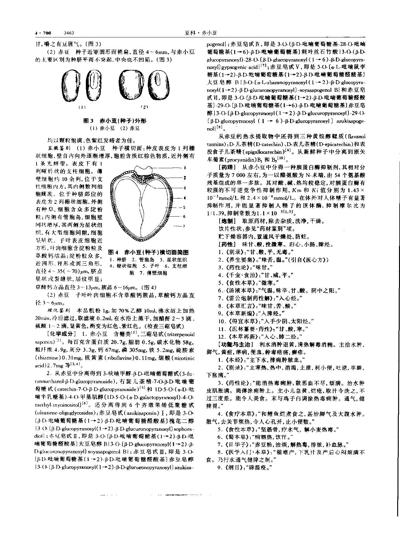 赤小豆 现代 《中华本草》 资料图