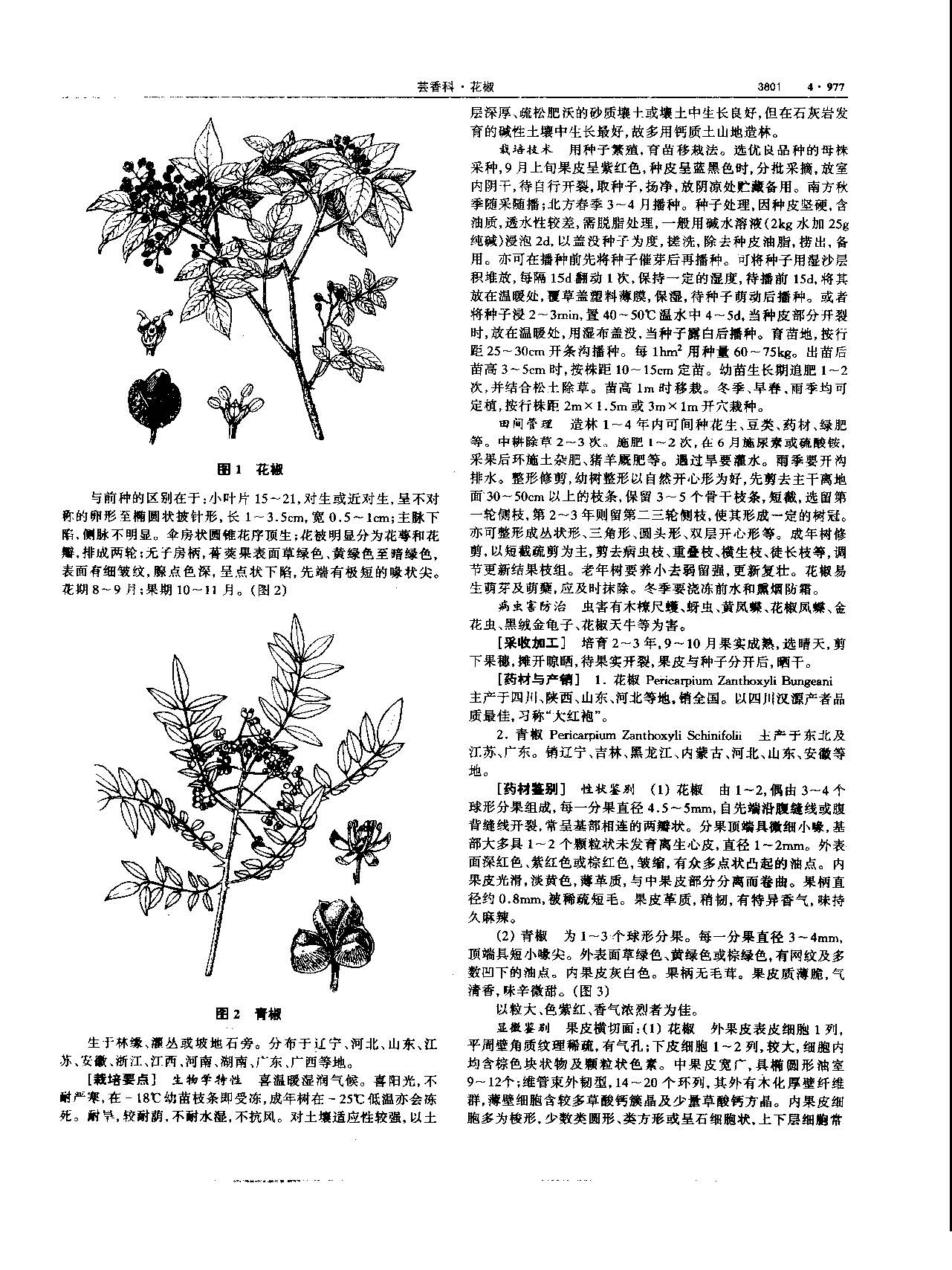 1695173828058056114.jpg 花椒 现代 《中华本草》 资料图