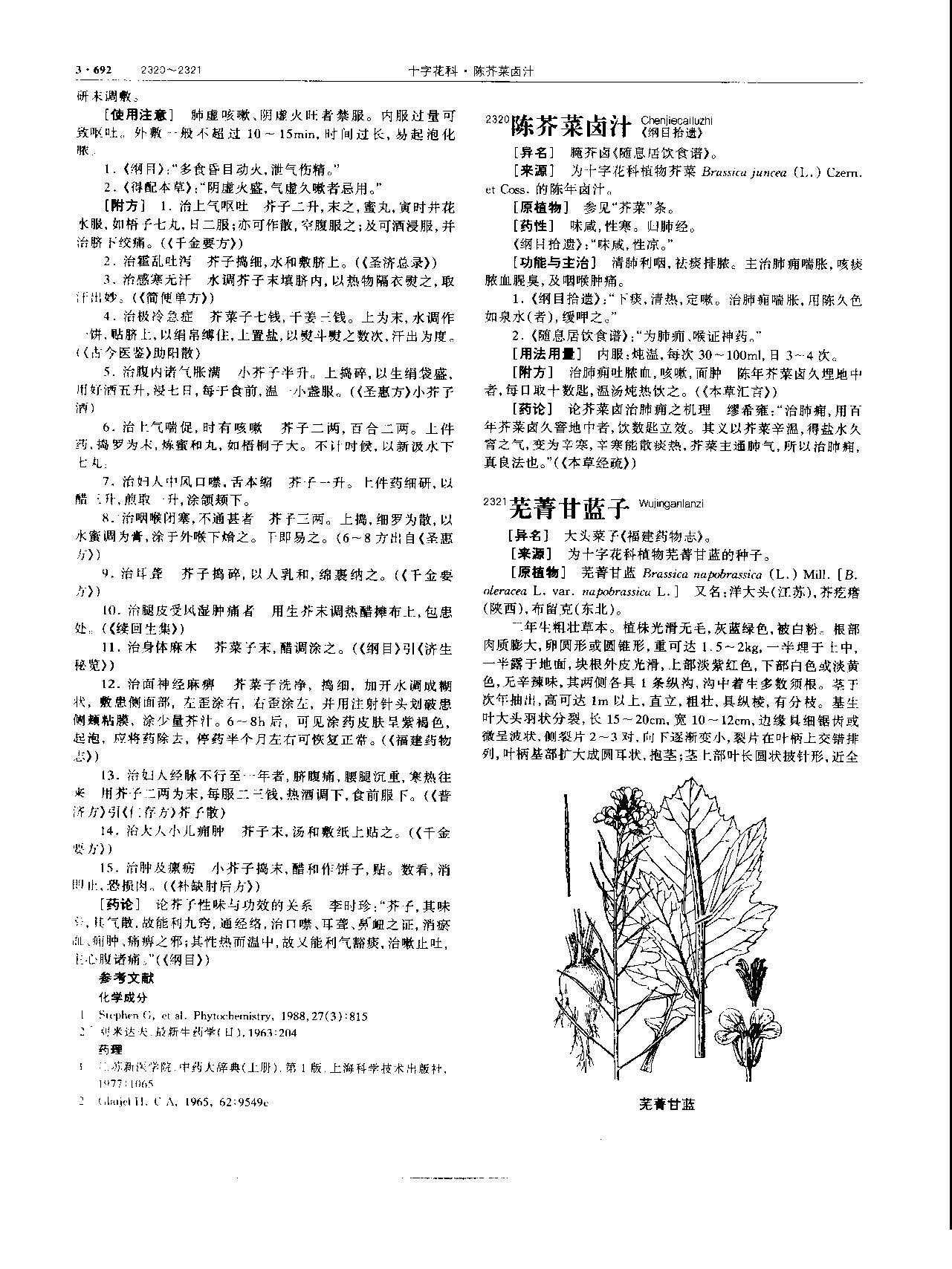 芥子 现代 《中华本草》 资料图
