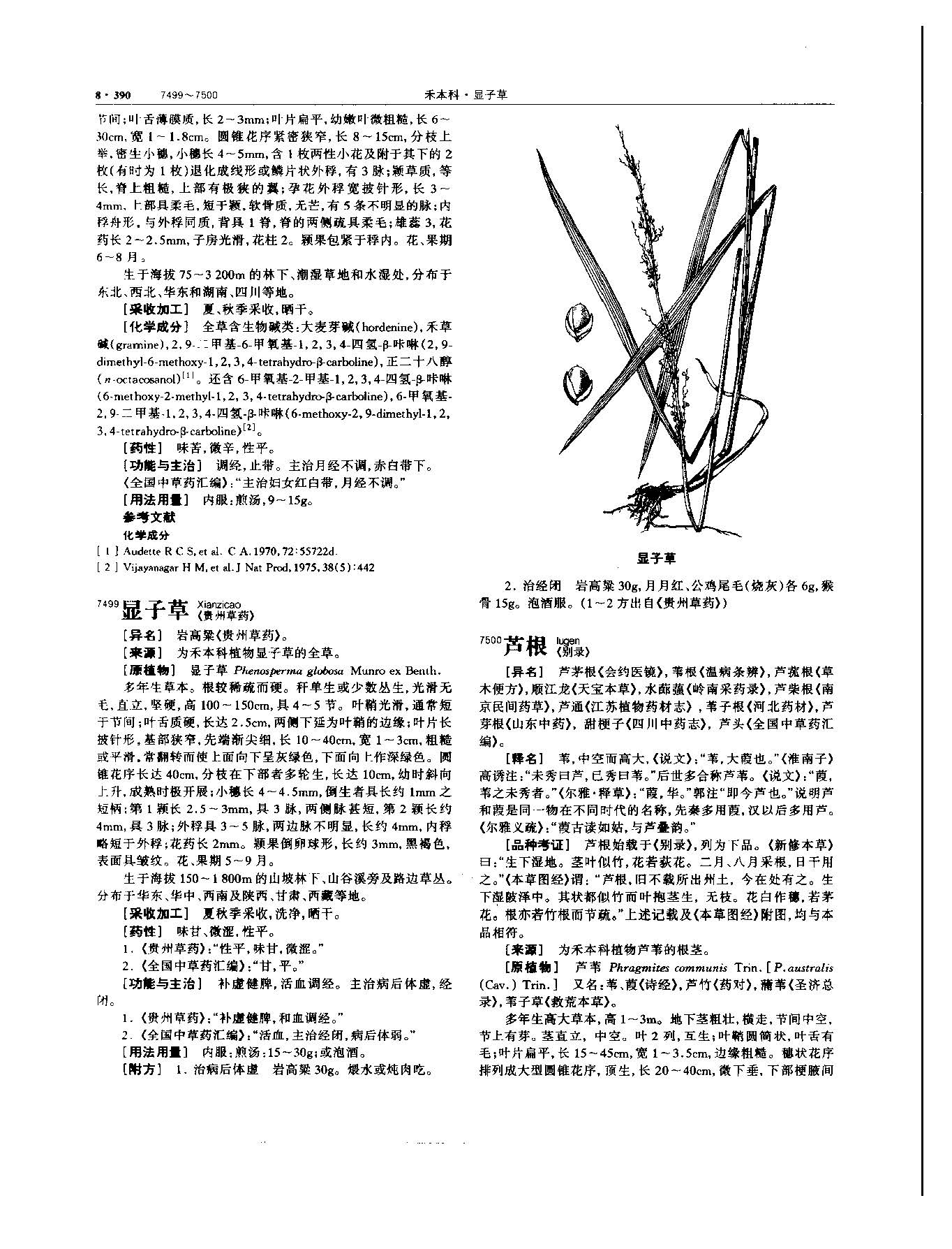 芦根 现代 《中华本草》 资料图