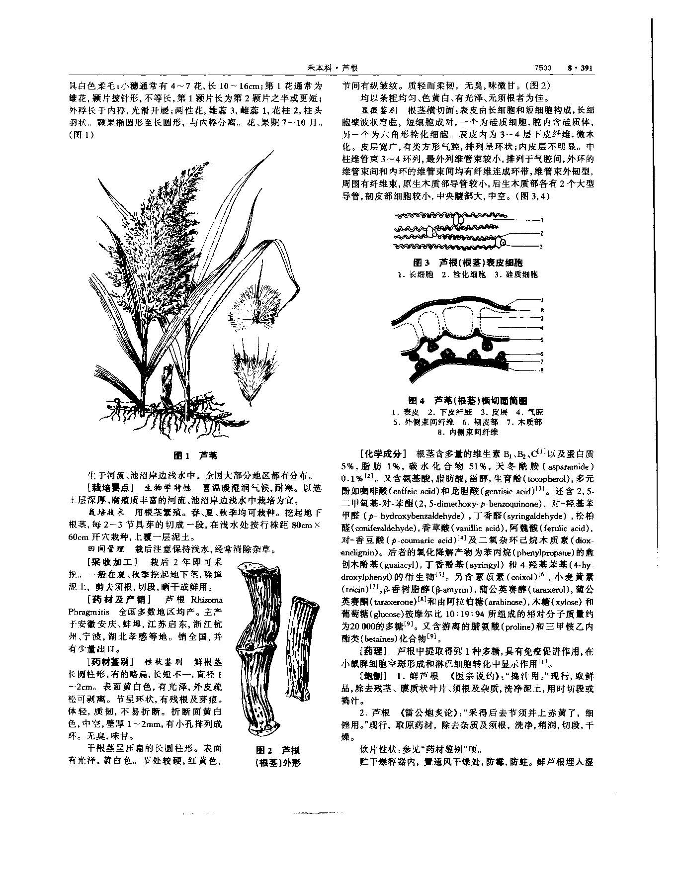 芦根 现代 《中华本草》 资料图