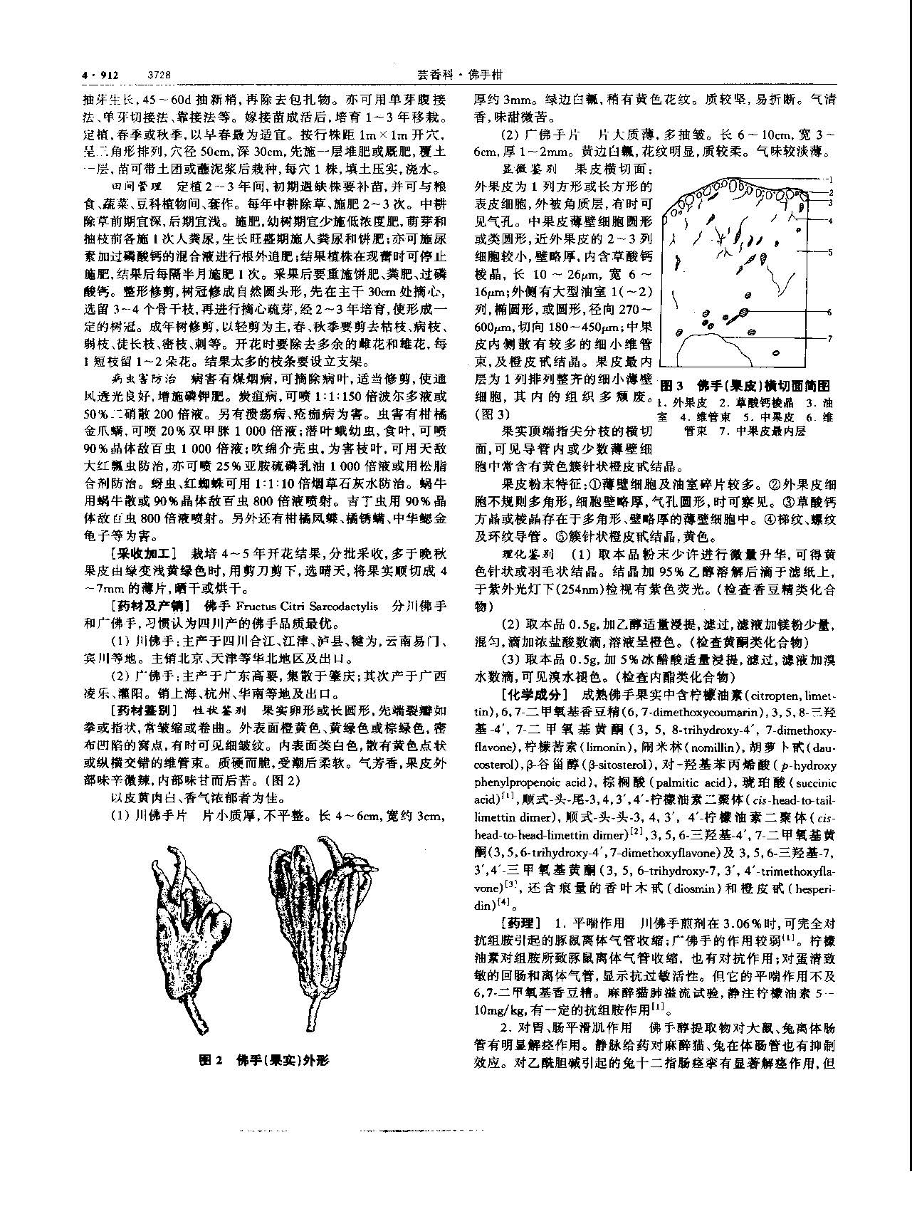 佛手 现代 《中华本草》 资料图