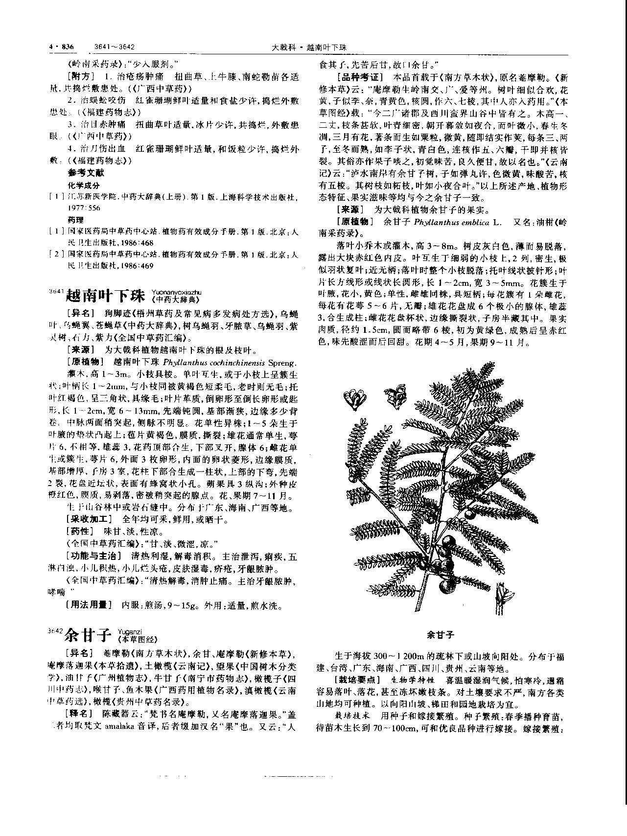 余甘子 现代 《中华本草》 资料图