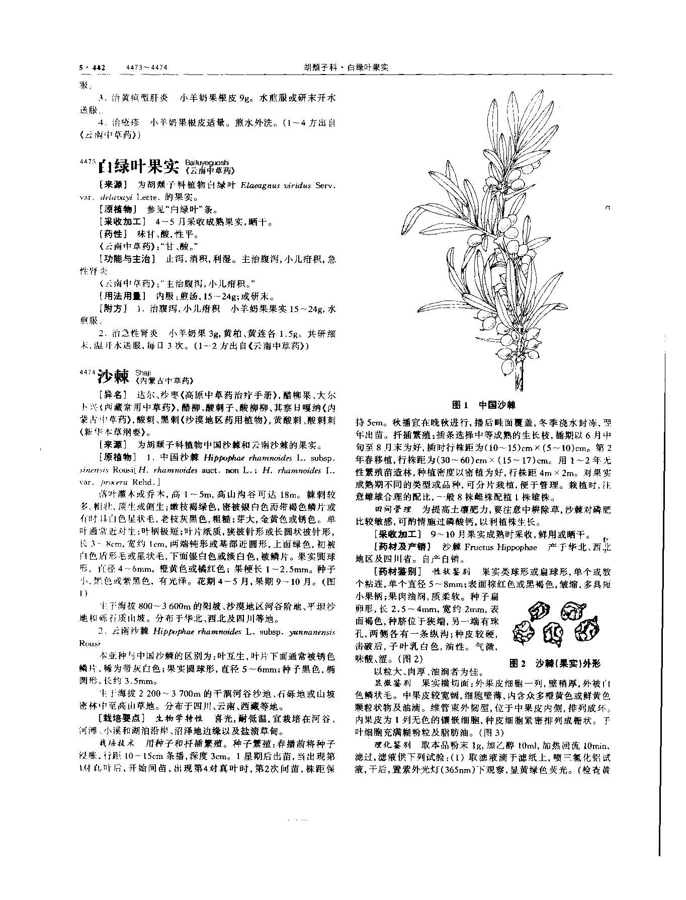 沙棘 现代 《中华本草》 资料图