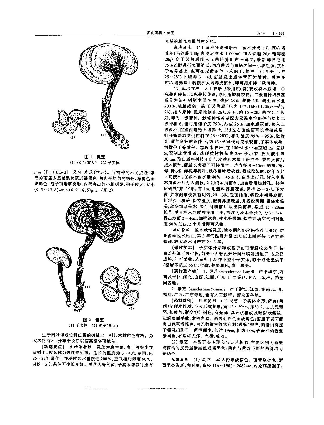 灵芝 现代 《中华本草》 资料图