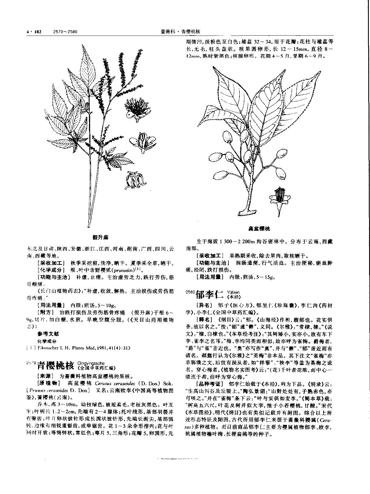 郁李仁 现代-《中华本草》 资料图