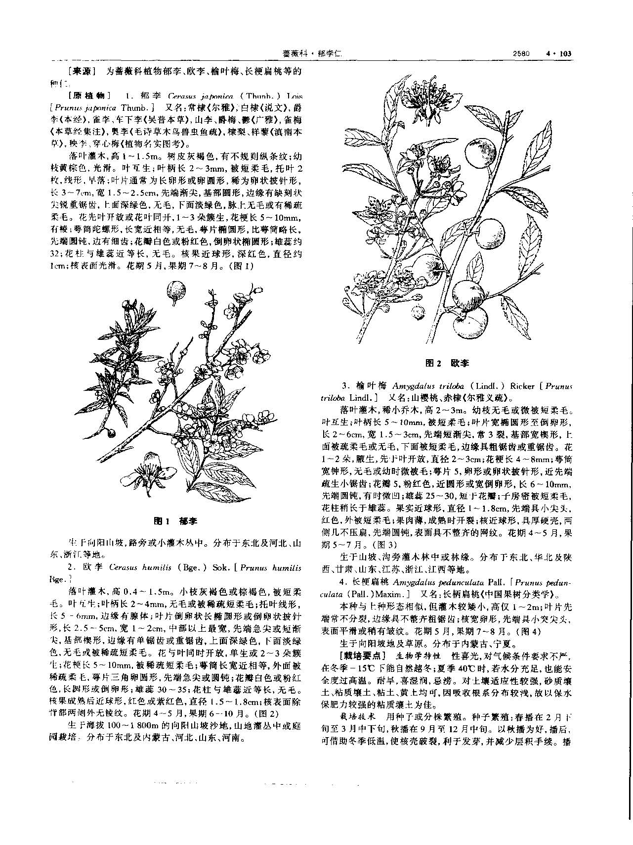 郁李仁 现代-《中华本草》 资料图
