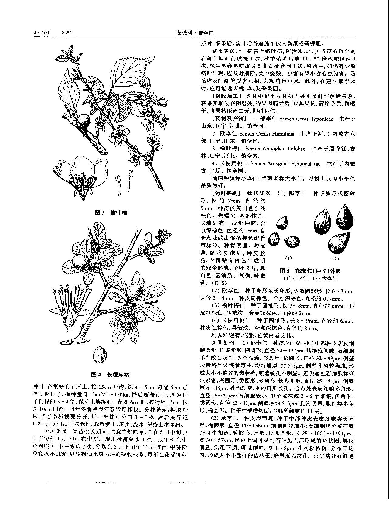 郁李仁 现代-《中华本草》 资料图