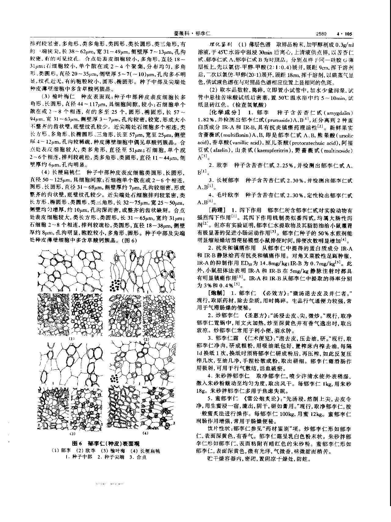 郁李仁 现代-《中华本草》 资料图