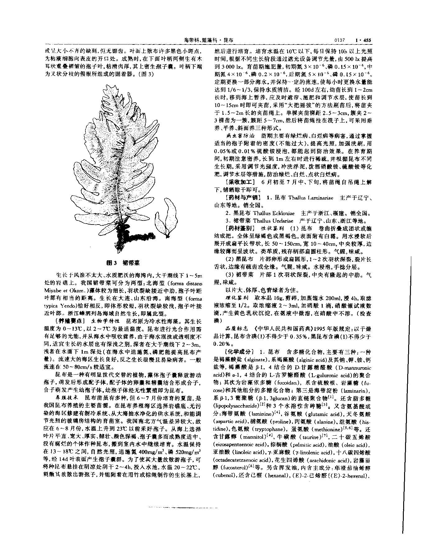 昆布 现代-《中华本草》 资料图