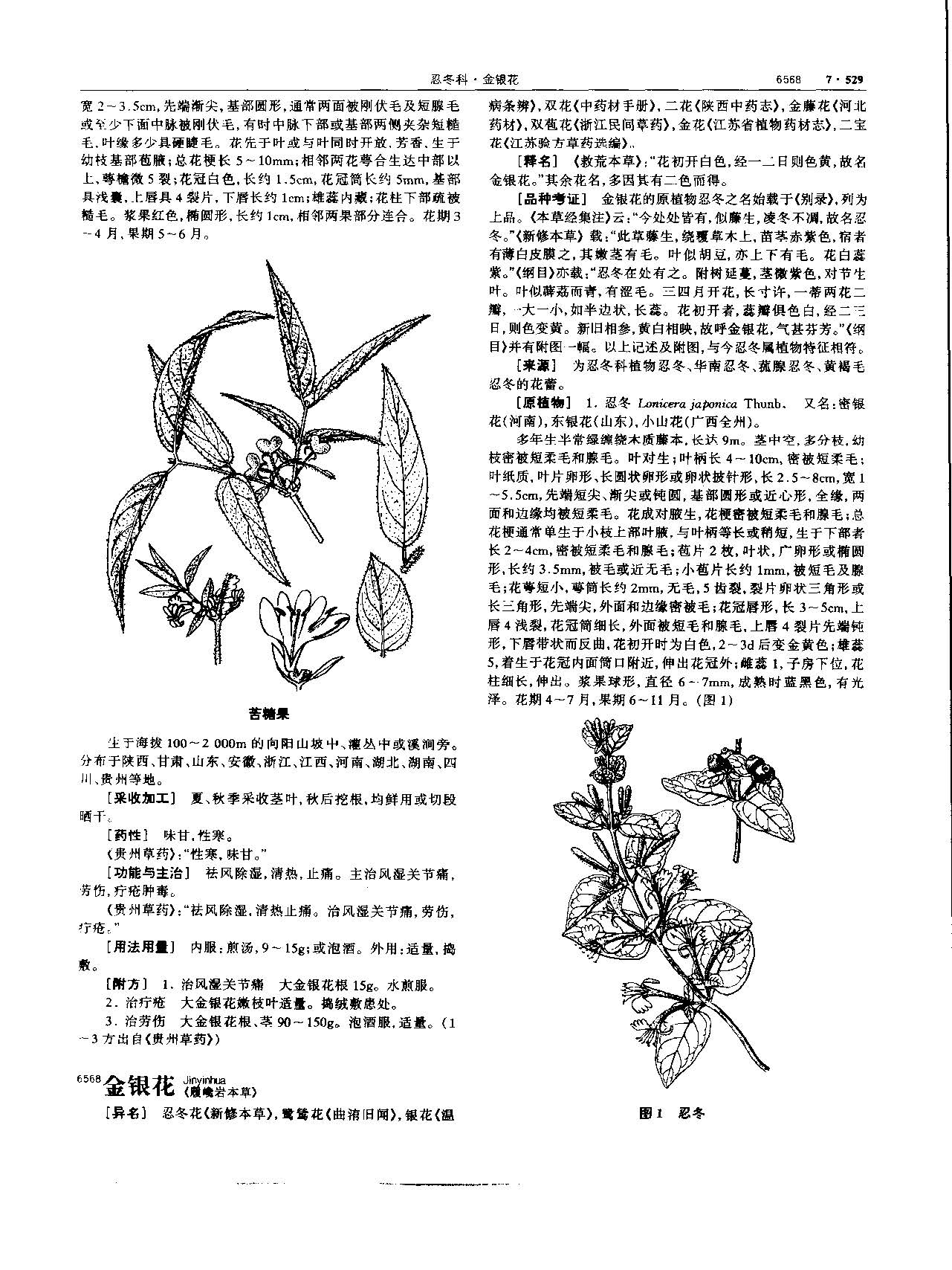 金银花 现代-《中华本草》 资料图