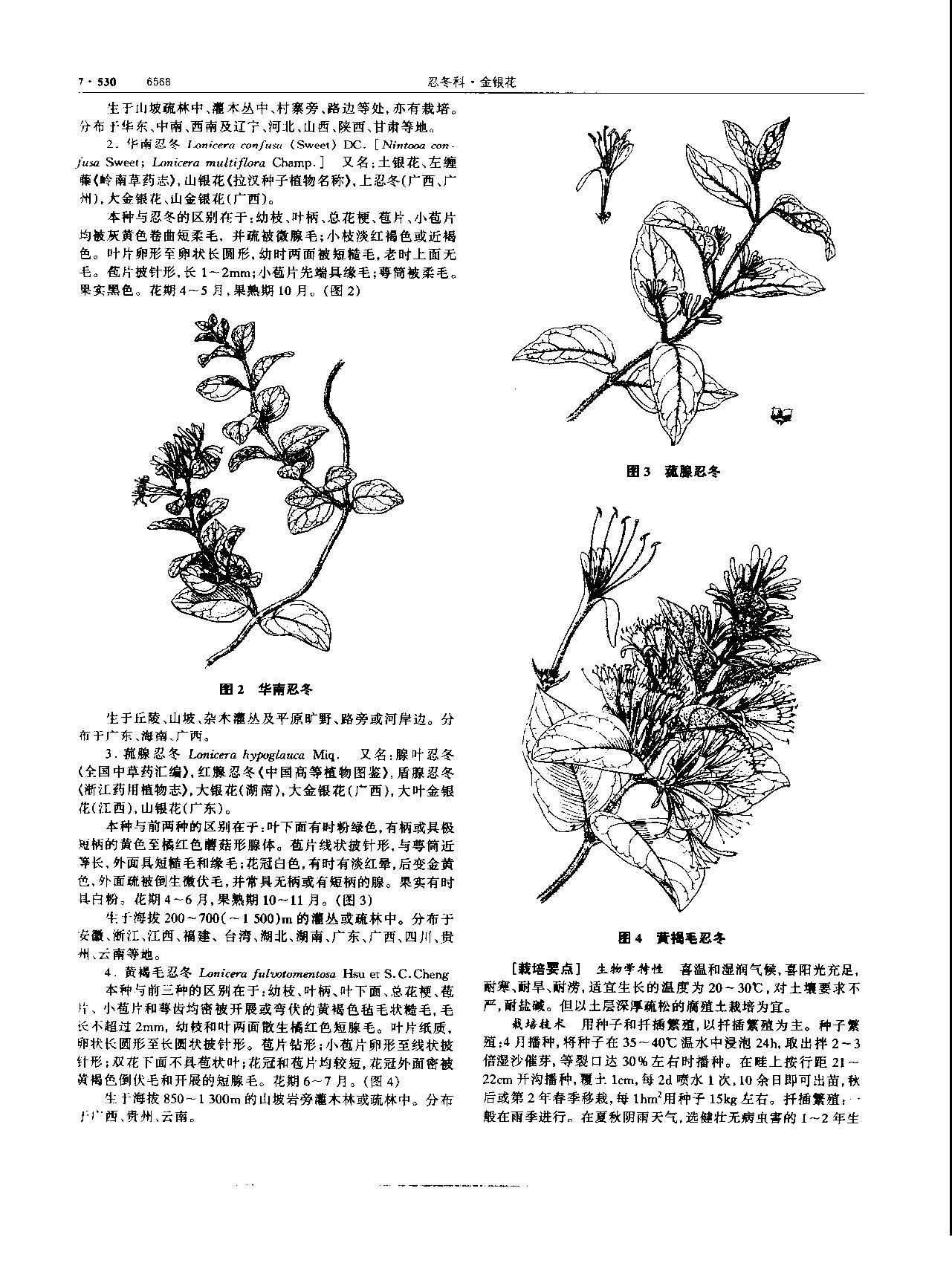 金银花 现代-《中华本草》 资料图