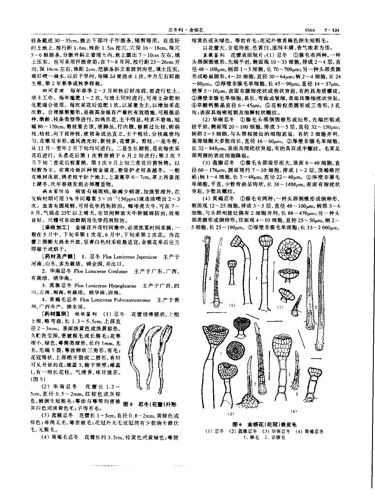 金银花 现代-《中华本草》 资料图