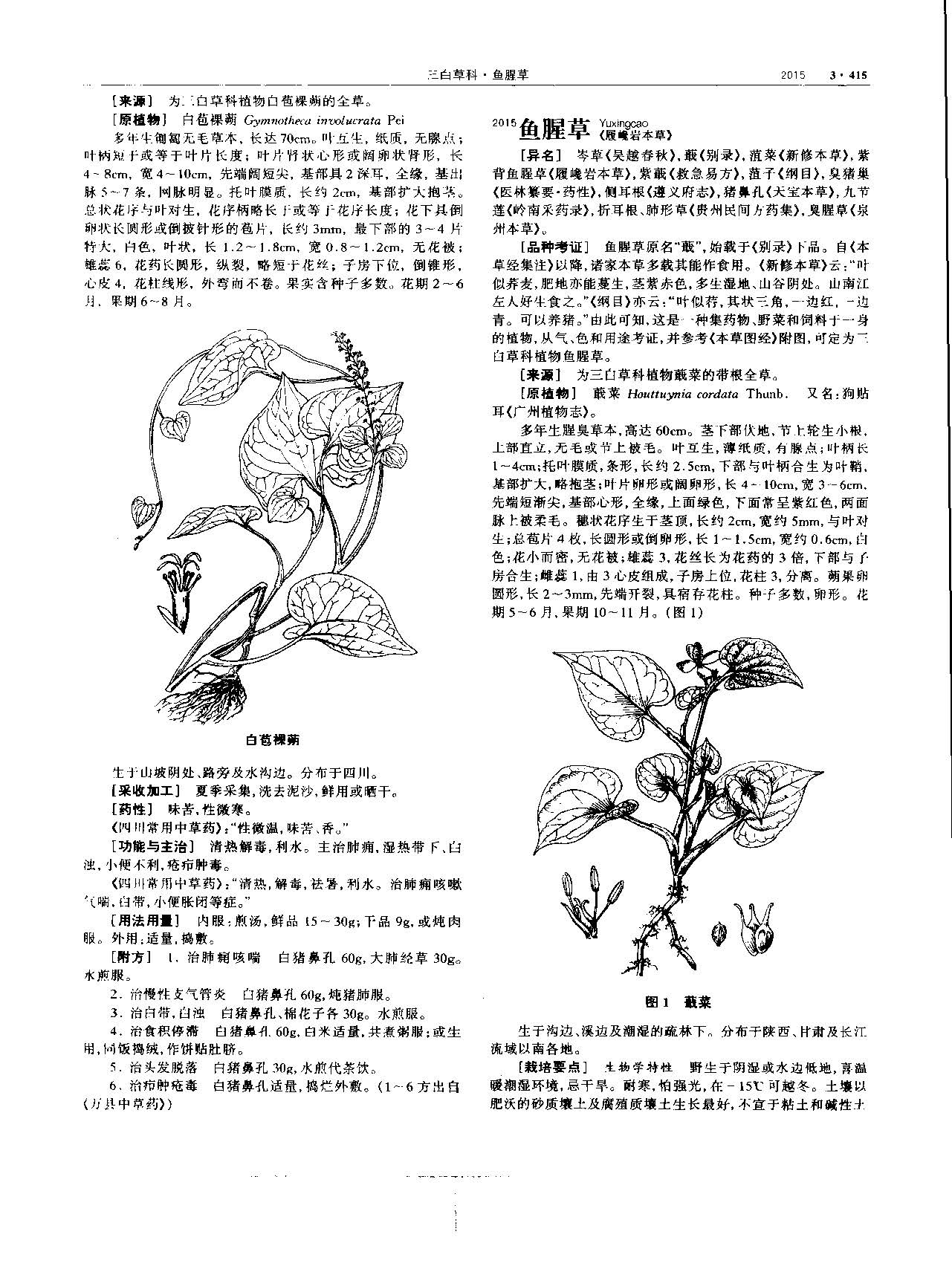 鱼腥草 现代-《中华本草》 资料图